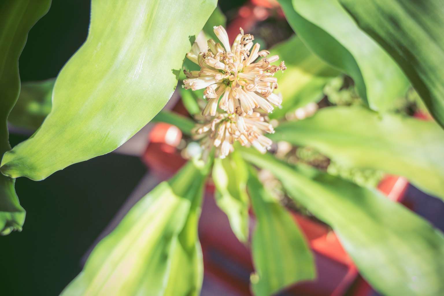緑の葉と花の部分が特徴的な植物のクローズアップ