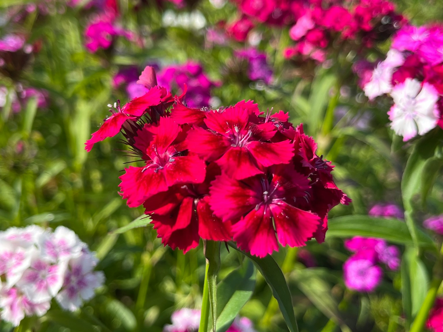 Fiori rossi vivaci in un giardino