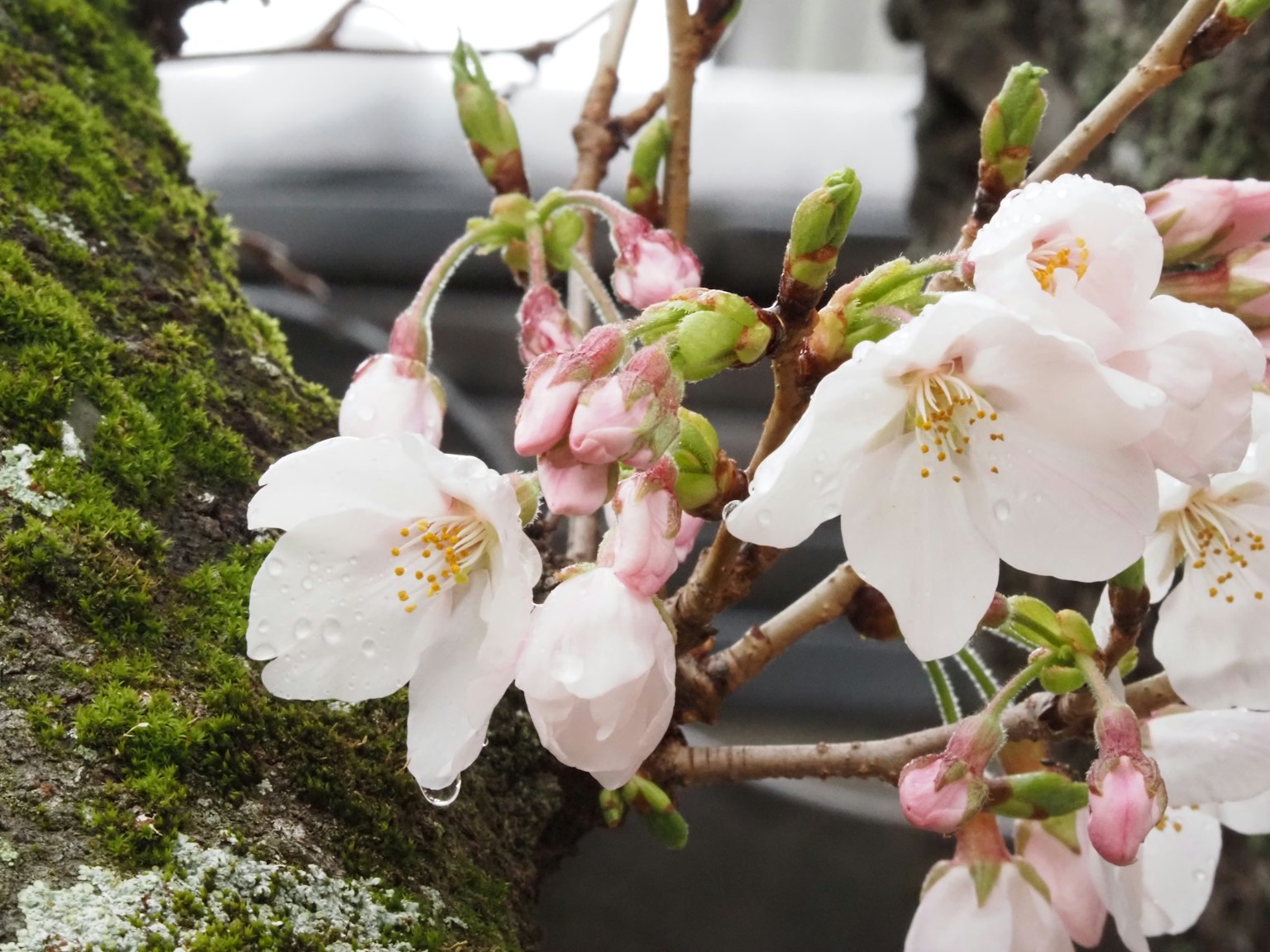 Close-up bunga sakura dan tunas di cabang pohon