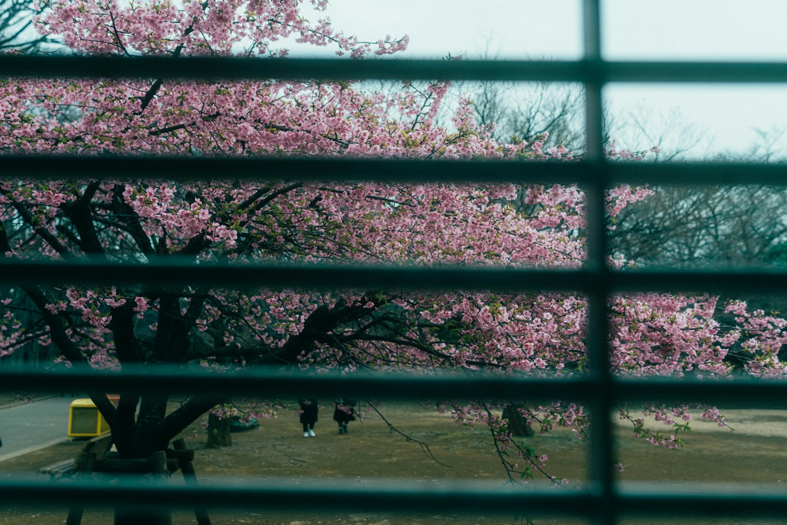 Cherry blossom tree seen through window blinds with a park setting