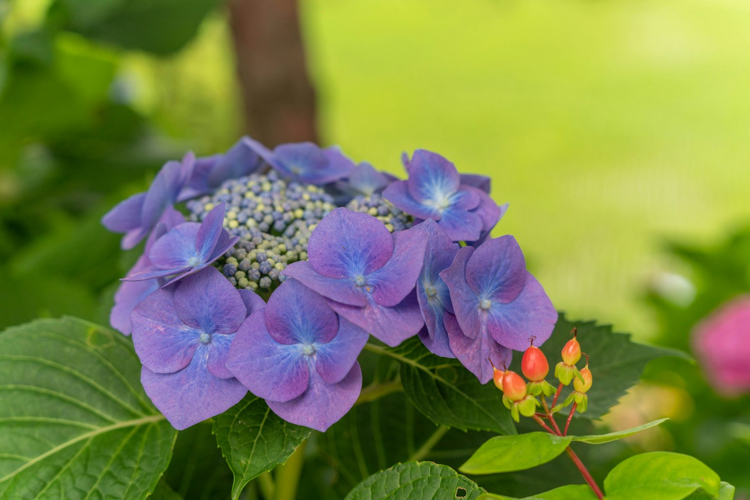 Fiore di ortensia viola con foglie verdi