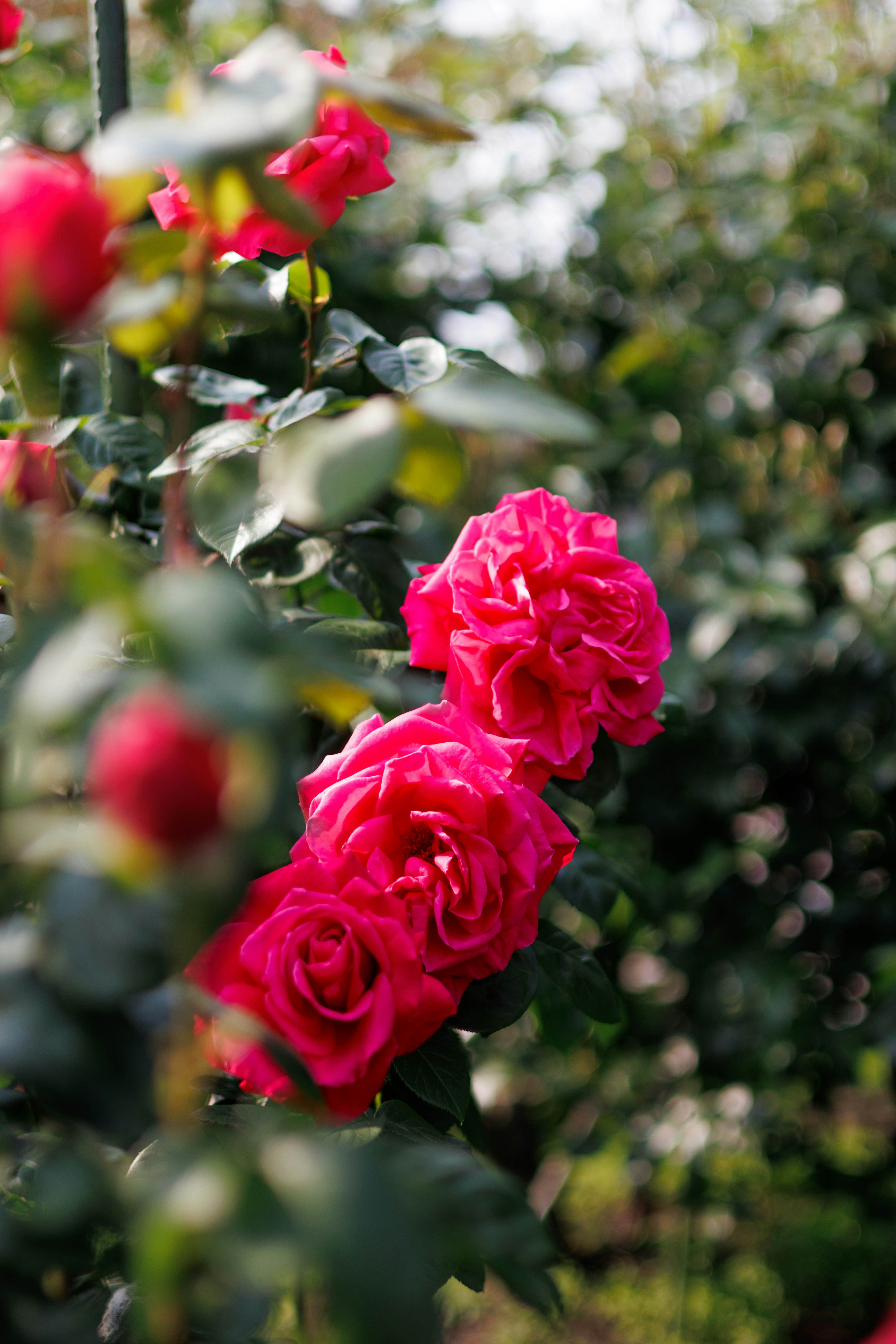 赤いバラの花が咲く庭のボケ背景