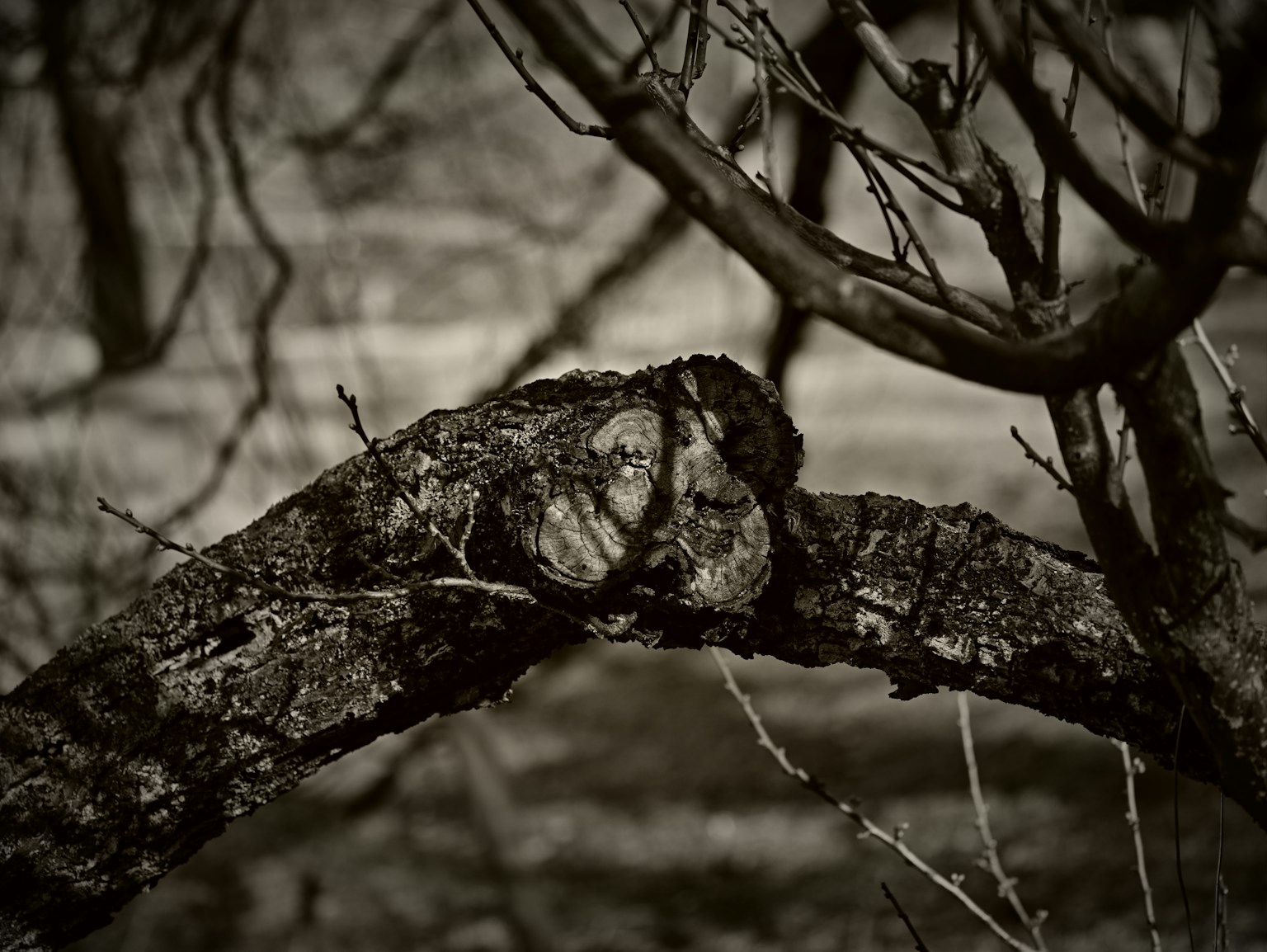 树枝特写，带有复杂的图案