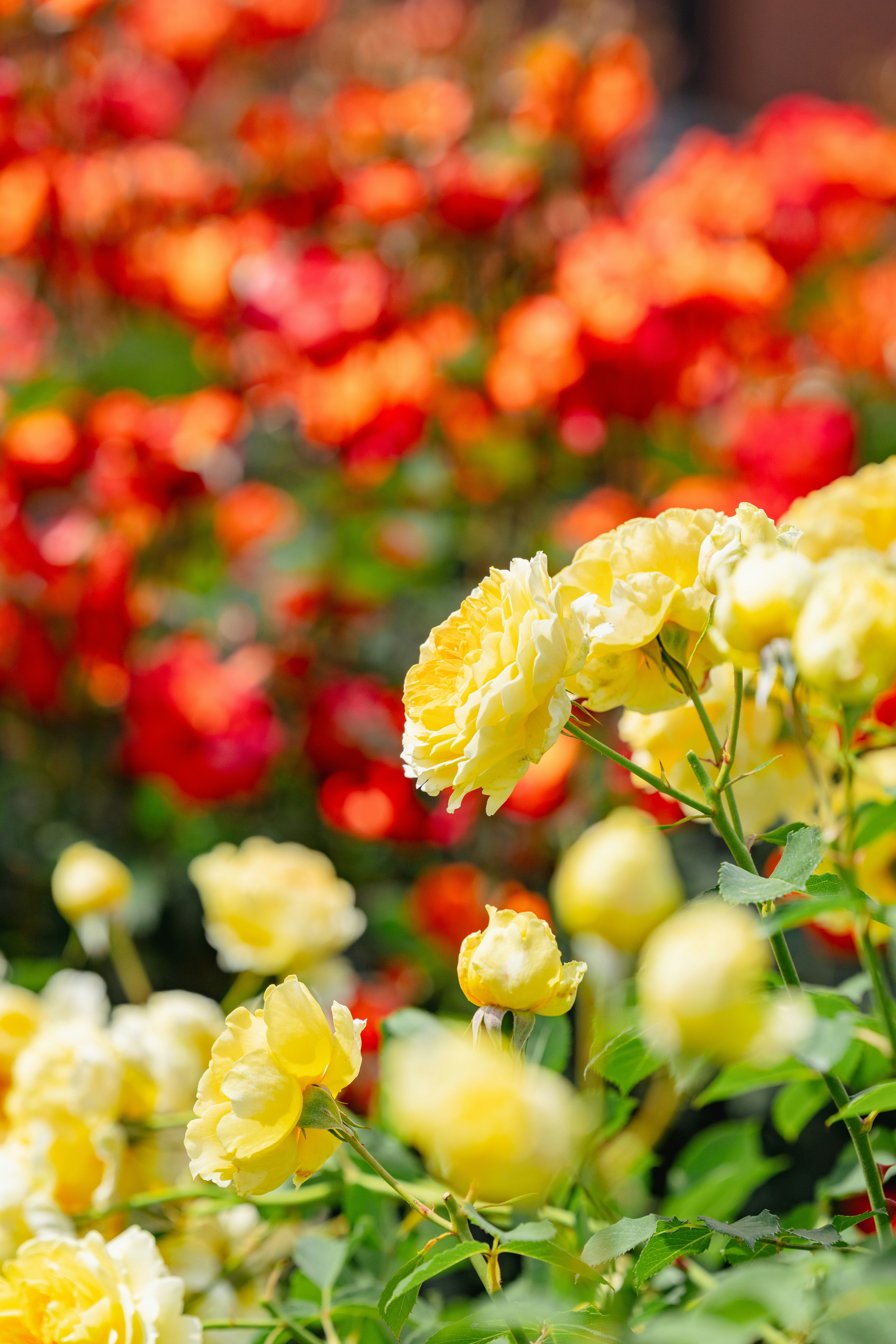 黄色いバラの花と花壇のボケ背景