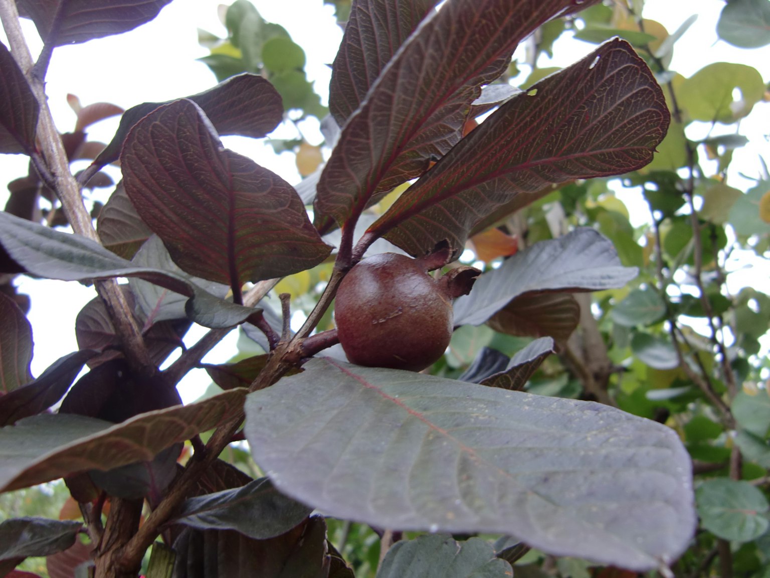 Frutto marrone incastrato tra le foglie verdi