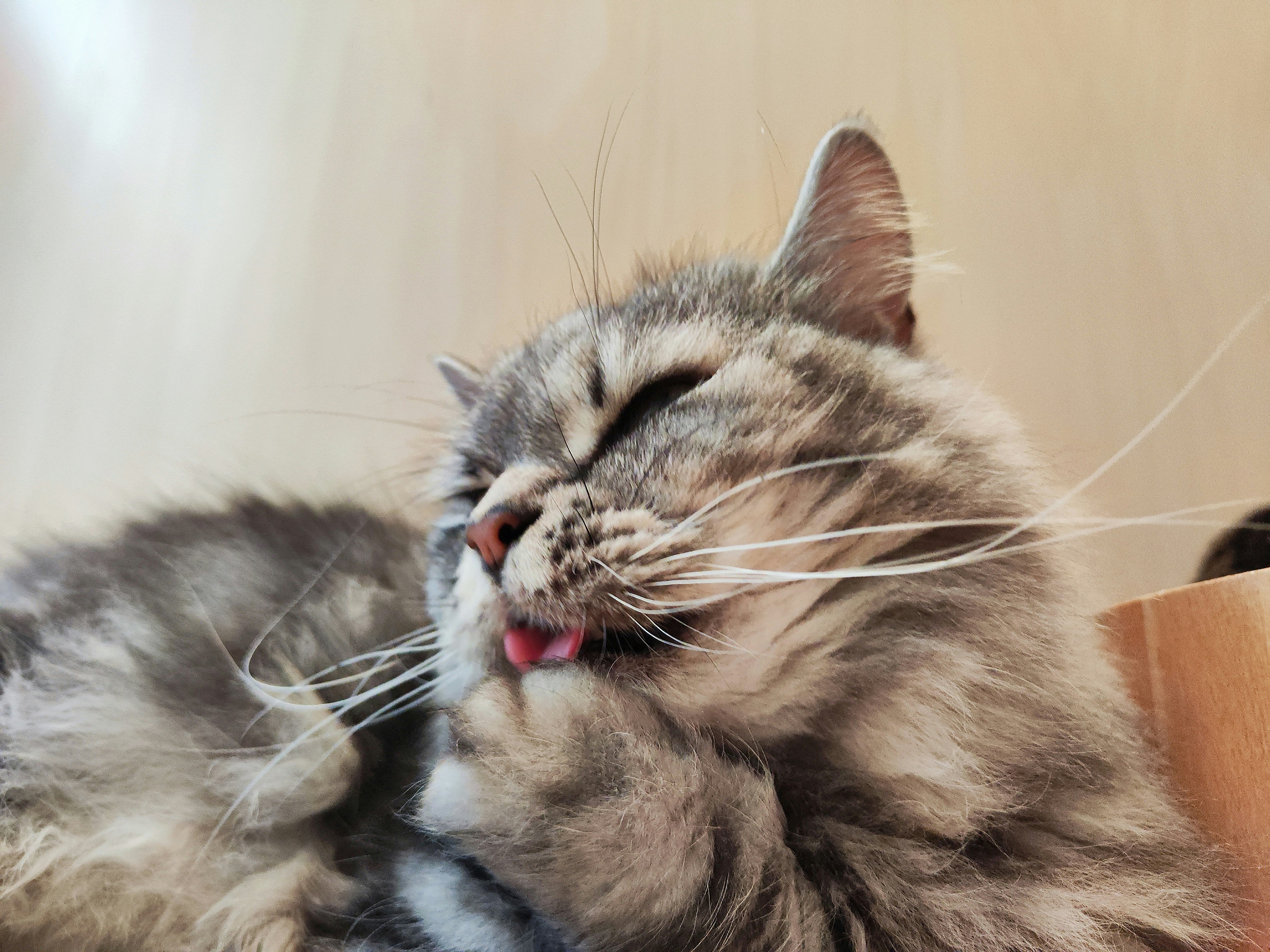 Eine flauschige Katze ruht drinnen