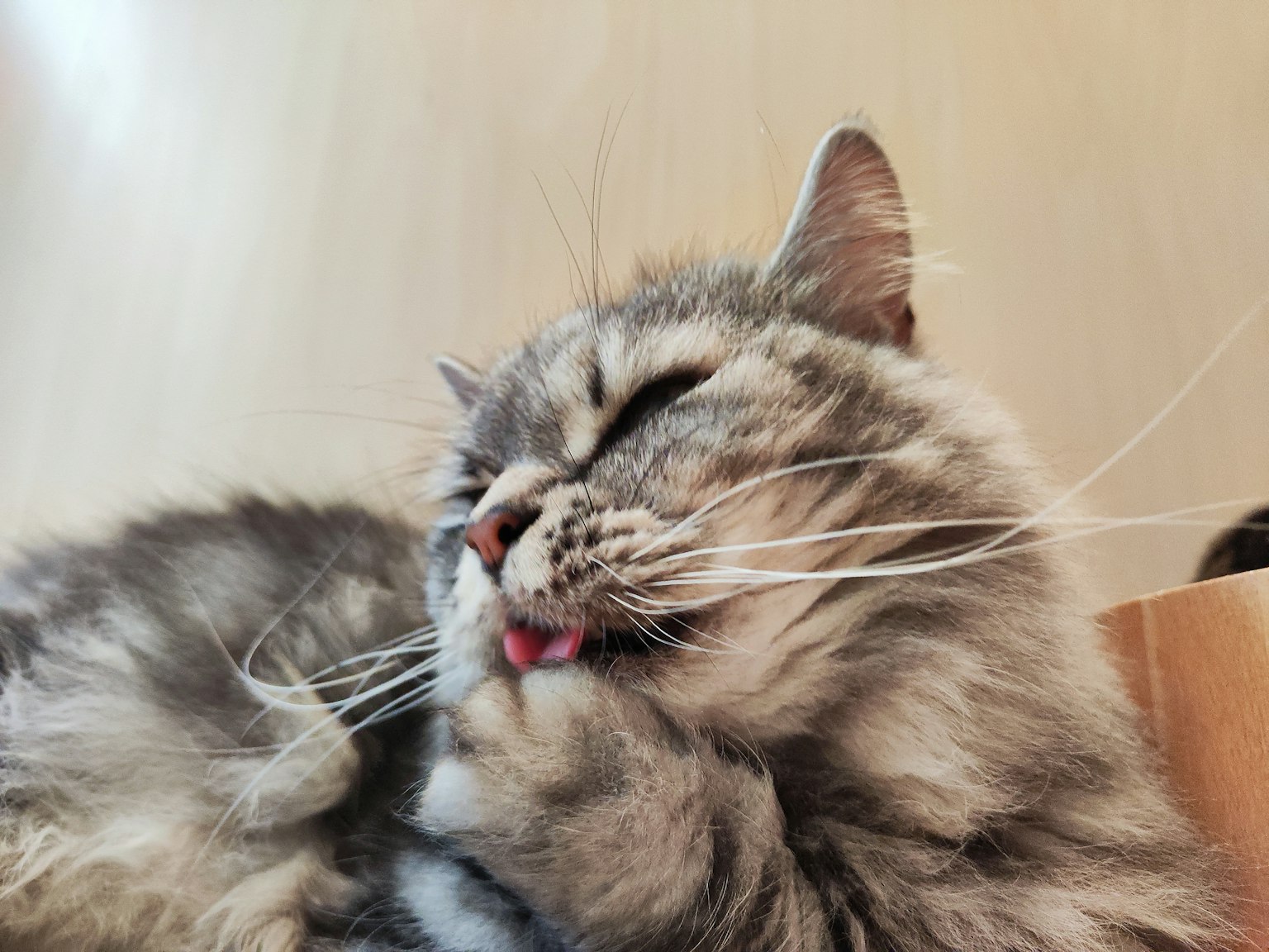 Fluffy cat licking its paw