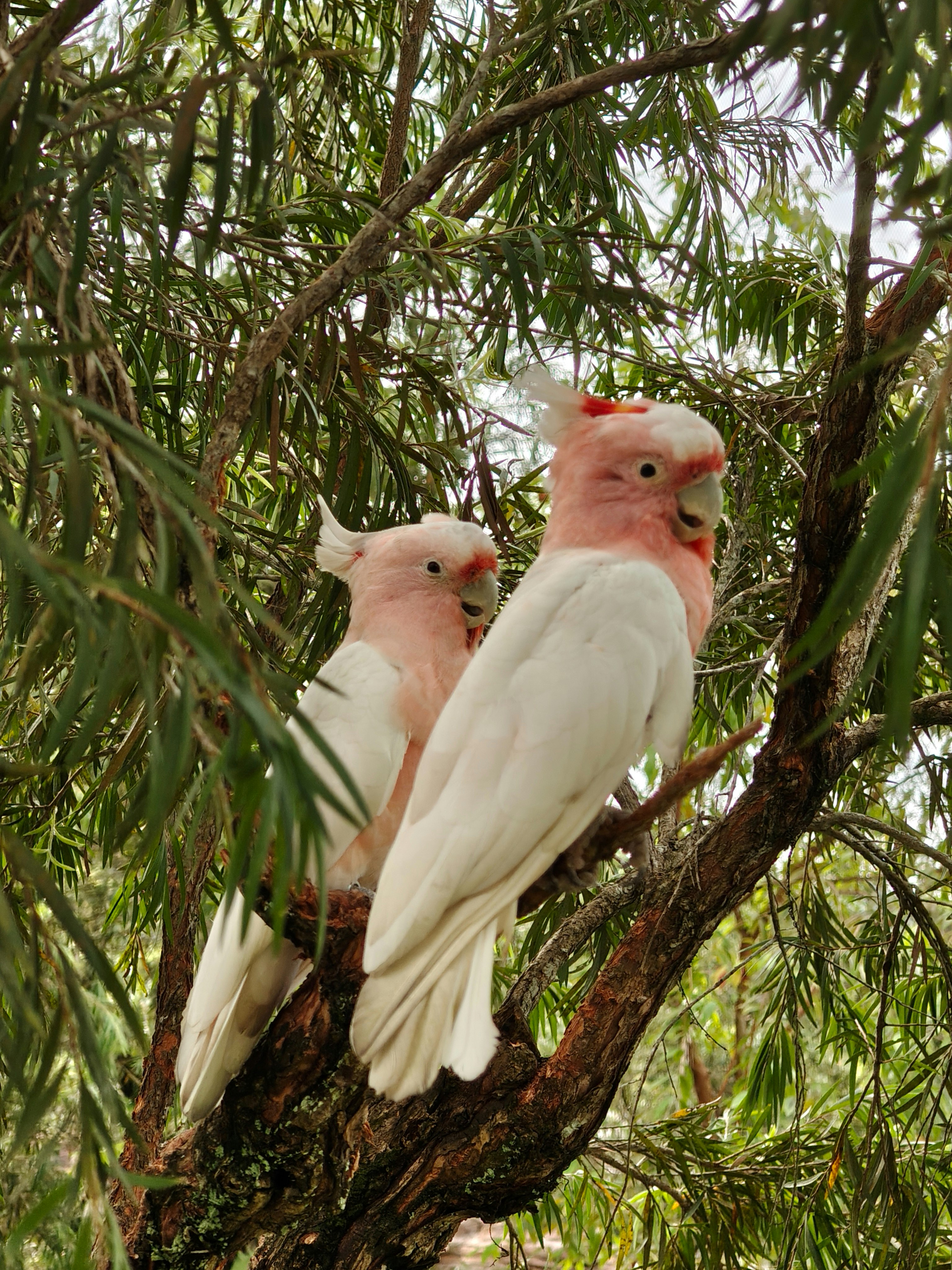 木の枝にとまる鳥たちの並ぶ姿