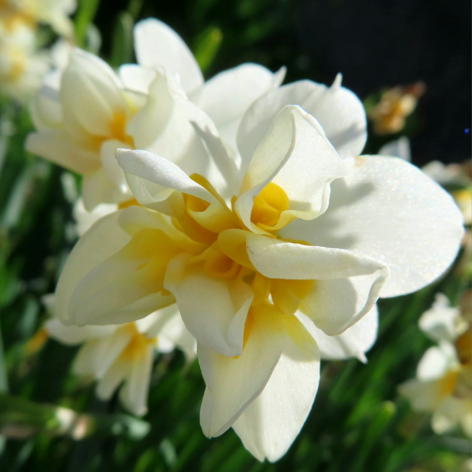 Nahaufnahme einer weißen Blume mit gelbem Zentrum