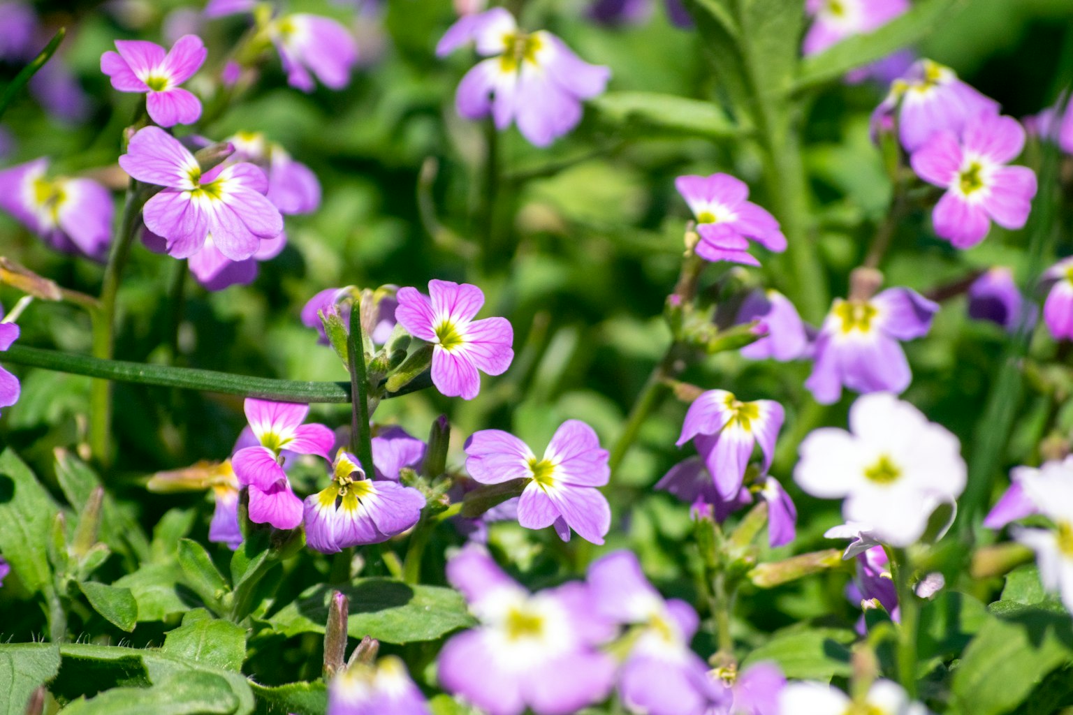 Fiori viola e bianchi che fioriscono in un campo verde