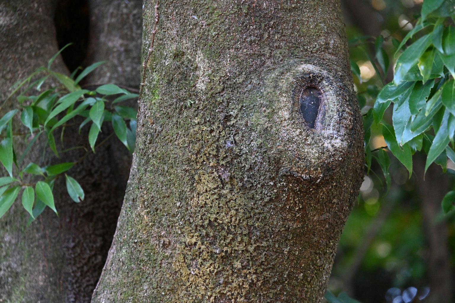 Primo piano di un tronco d'albero con texture muschiosa e foglie verdi