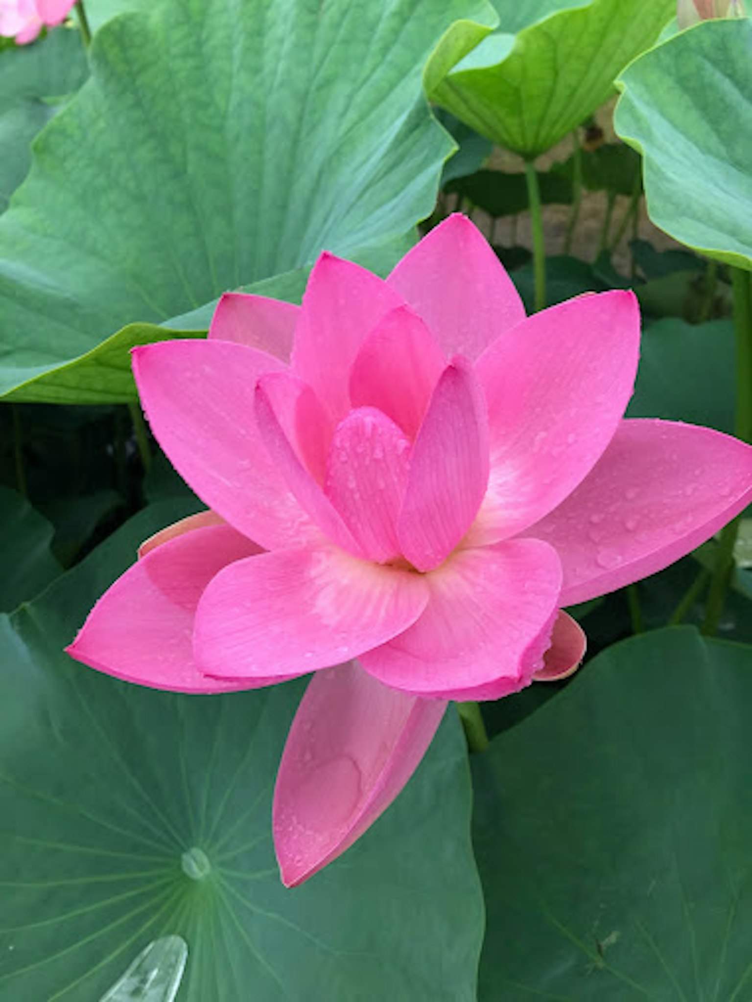 美丽的粉色莲花和绿色叶子