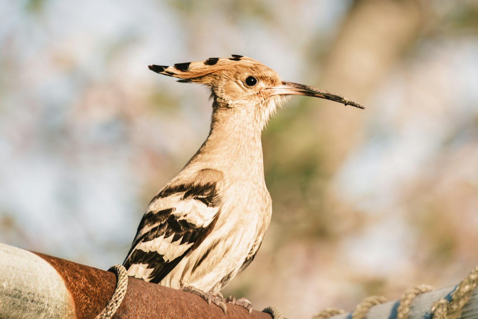 Seekor burung hoopoe berwarna-warni bertengger di dahan