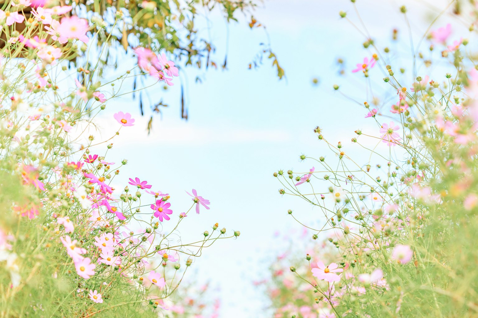 A pathway lined with colorful flowers against a blue sky