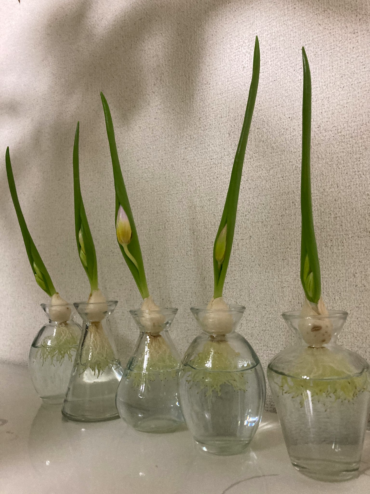 Cinco jarrones de vidrio con brotes verdes creciendo en agua