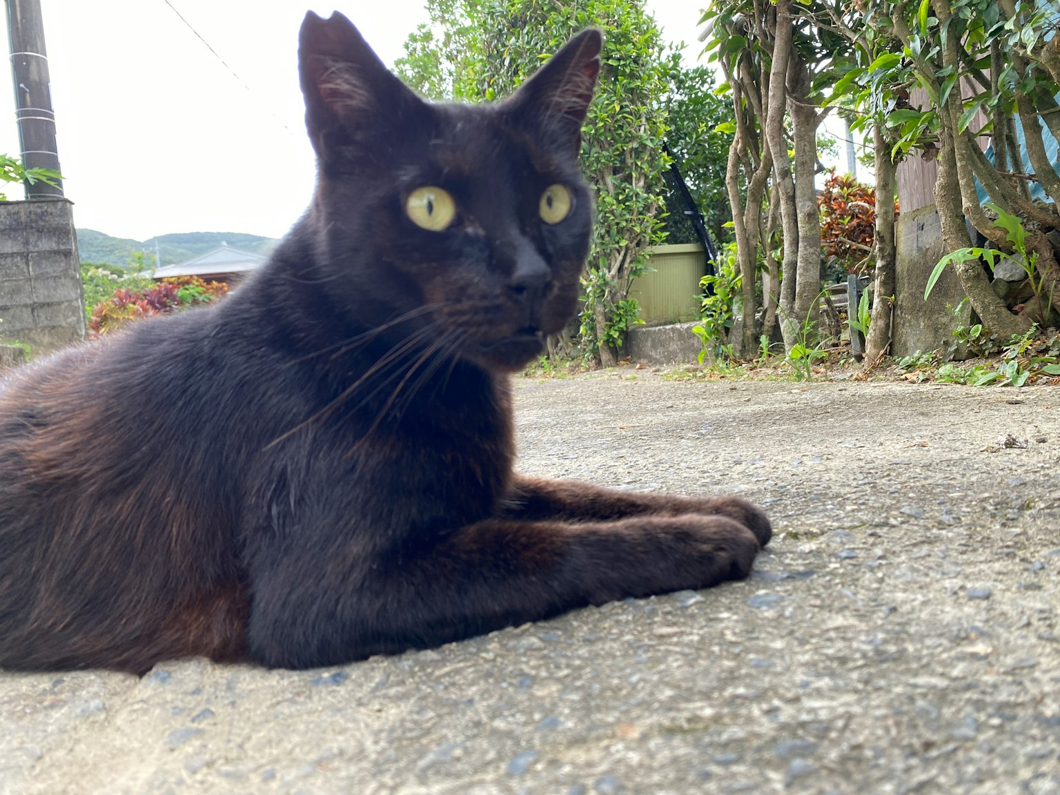 一只黑猫躺在路上四处张望