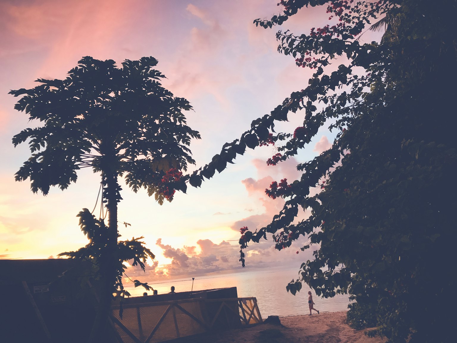 Hermosa escena de playa al atardecer con una palmera alta y nubes suaves