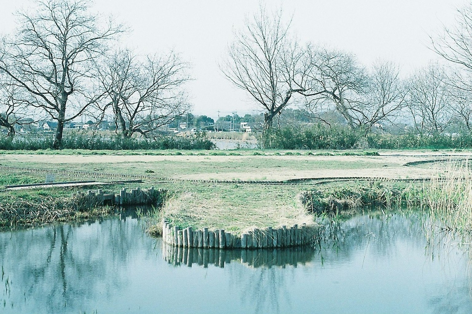 Scena serena a bordo acqua con isola erbosa e alberi spogli