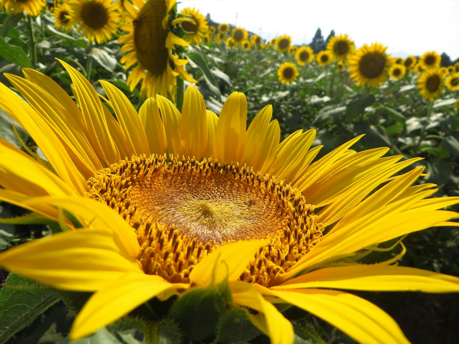 Nahaufnahme einer großen Sonnenblume mit anderen Sonnenblumen im Hintergrund