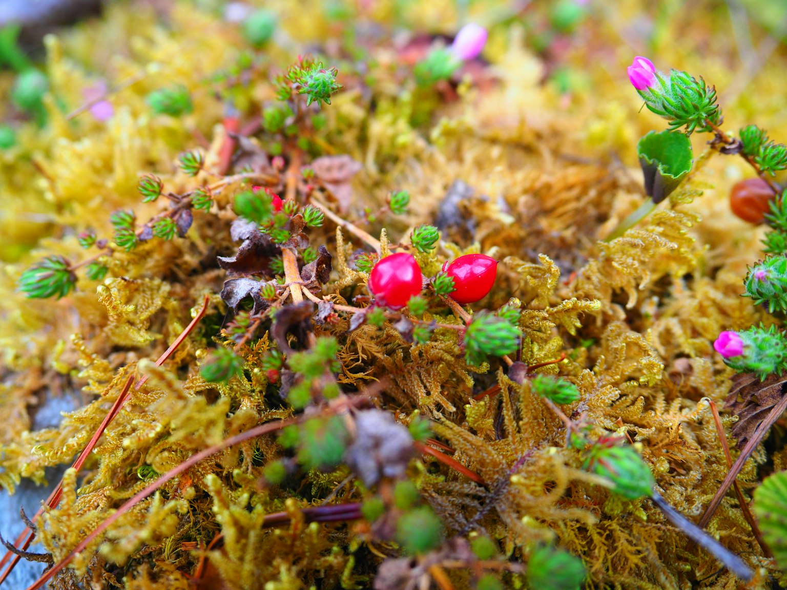 Nahaufnahme von lebendig grünem Moos mit kleinen roten Beeren und rosa Blumen