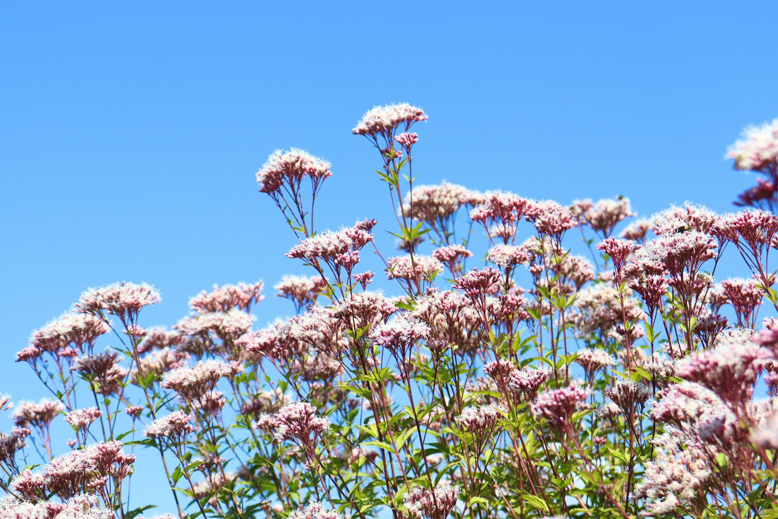 Groupe de fleurs roses sous un ciel bleu clair
