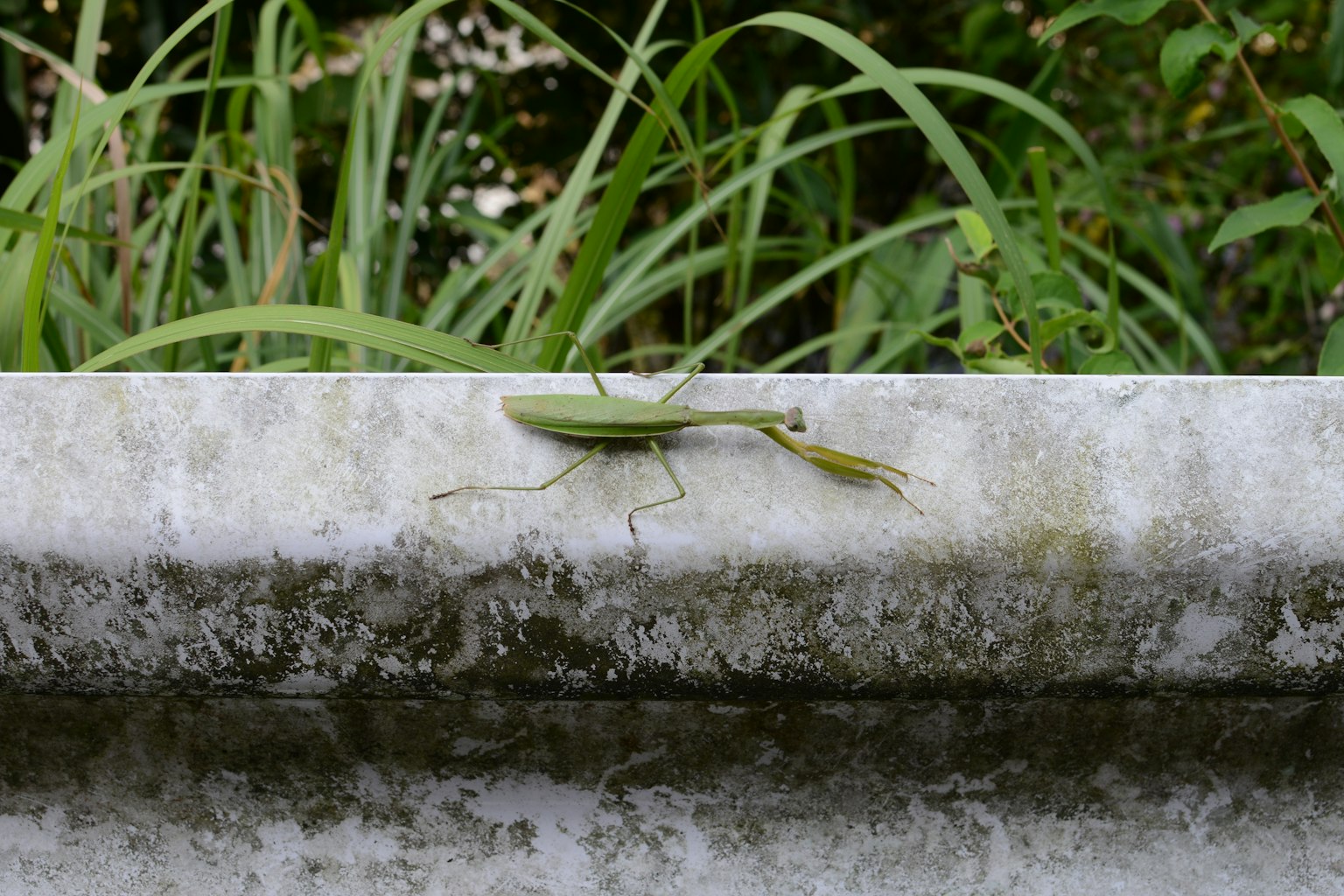 Eine grüne Gottesanbeterin auf einer Betonkante mit Gras im Hintergrund
