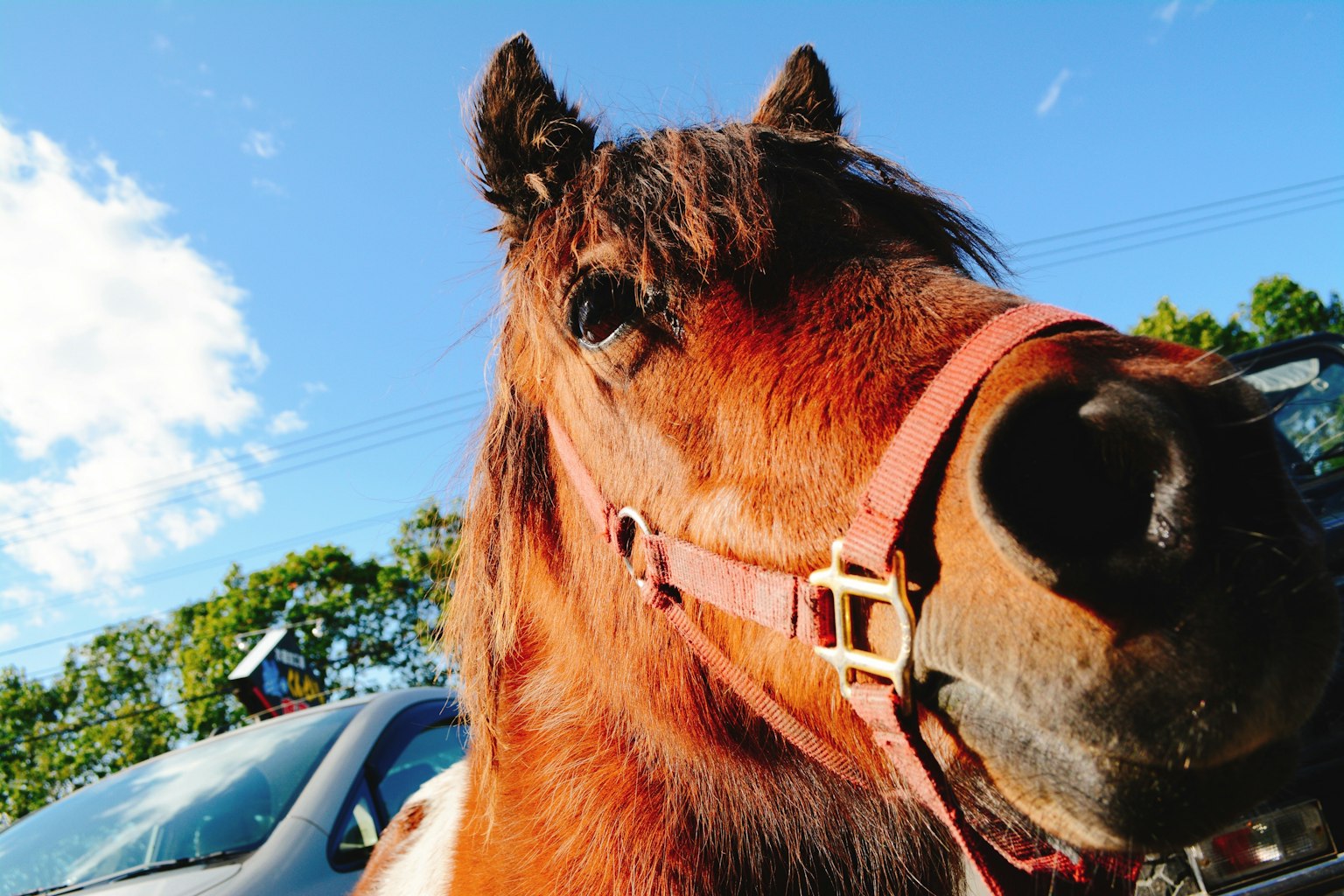 Primo piano del volto di un cavallo con cielo blu e nuvole sullo sfondo