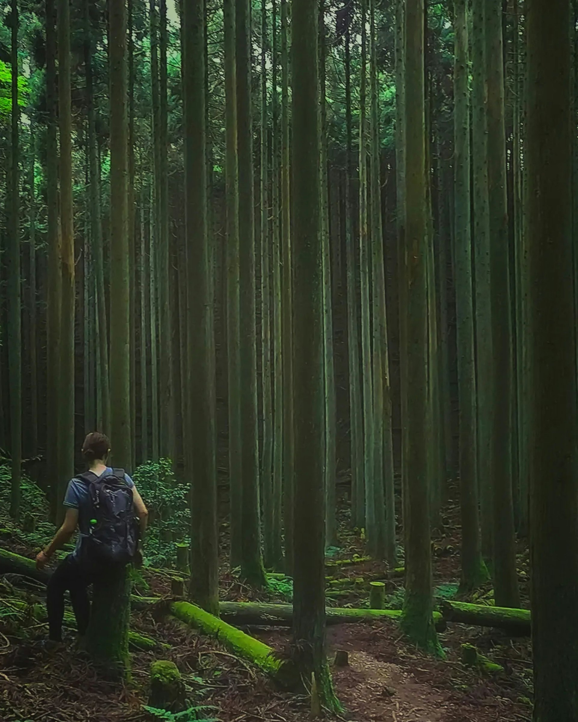 苔むす森の林道を歩く登山者