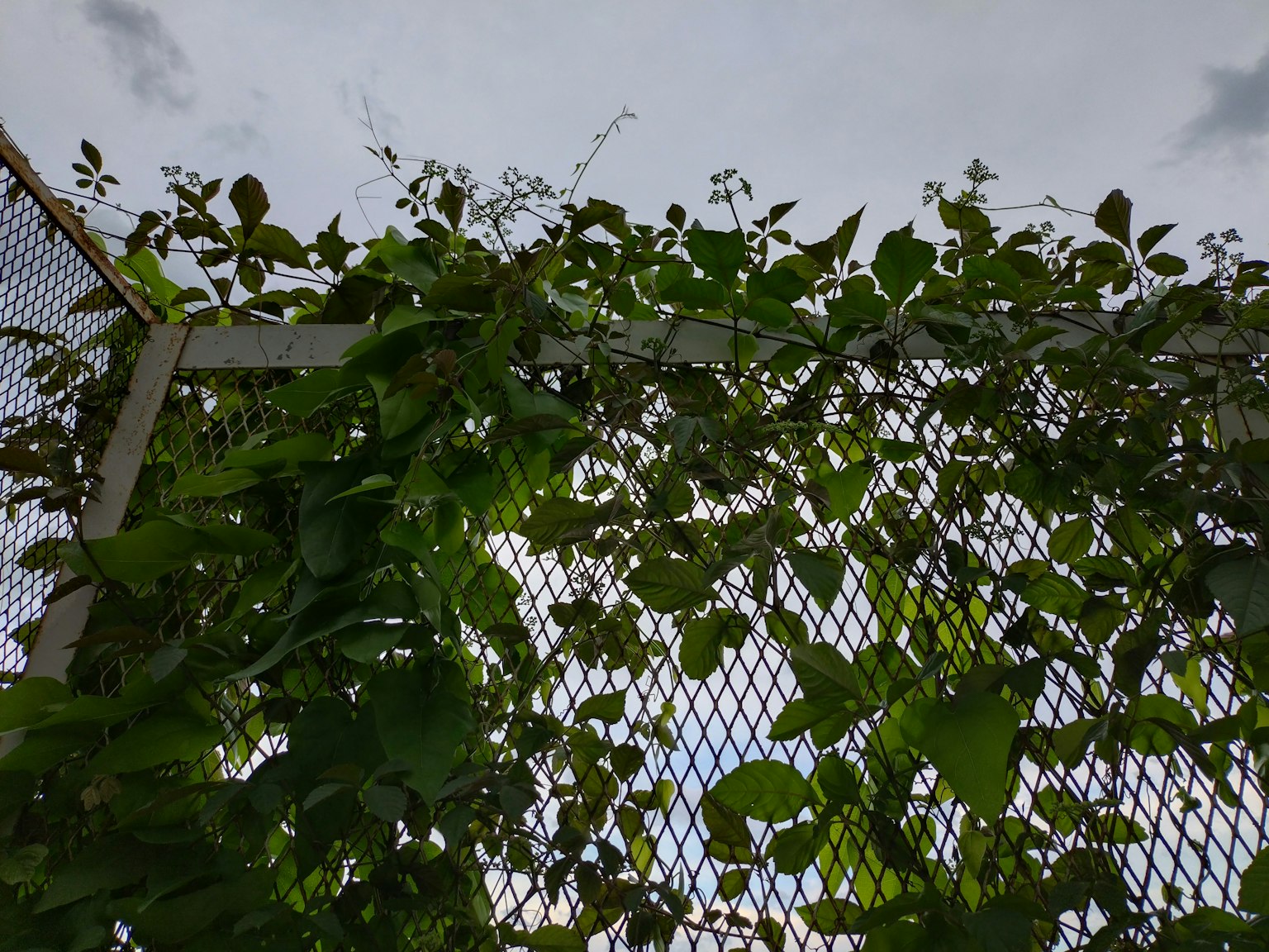 Green vines and leaves covering a fence