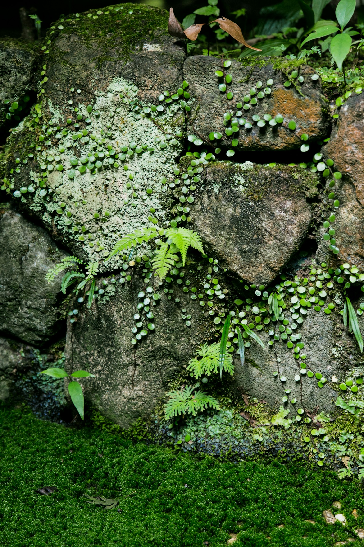 Un paesaggio naturale con pietre coperte di muschio e felci