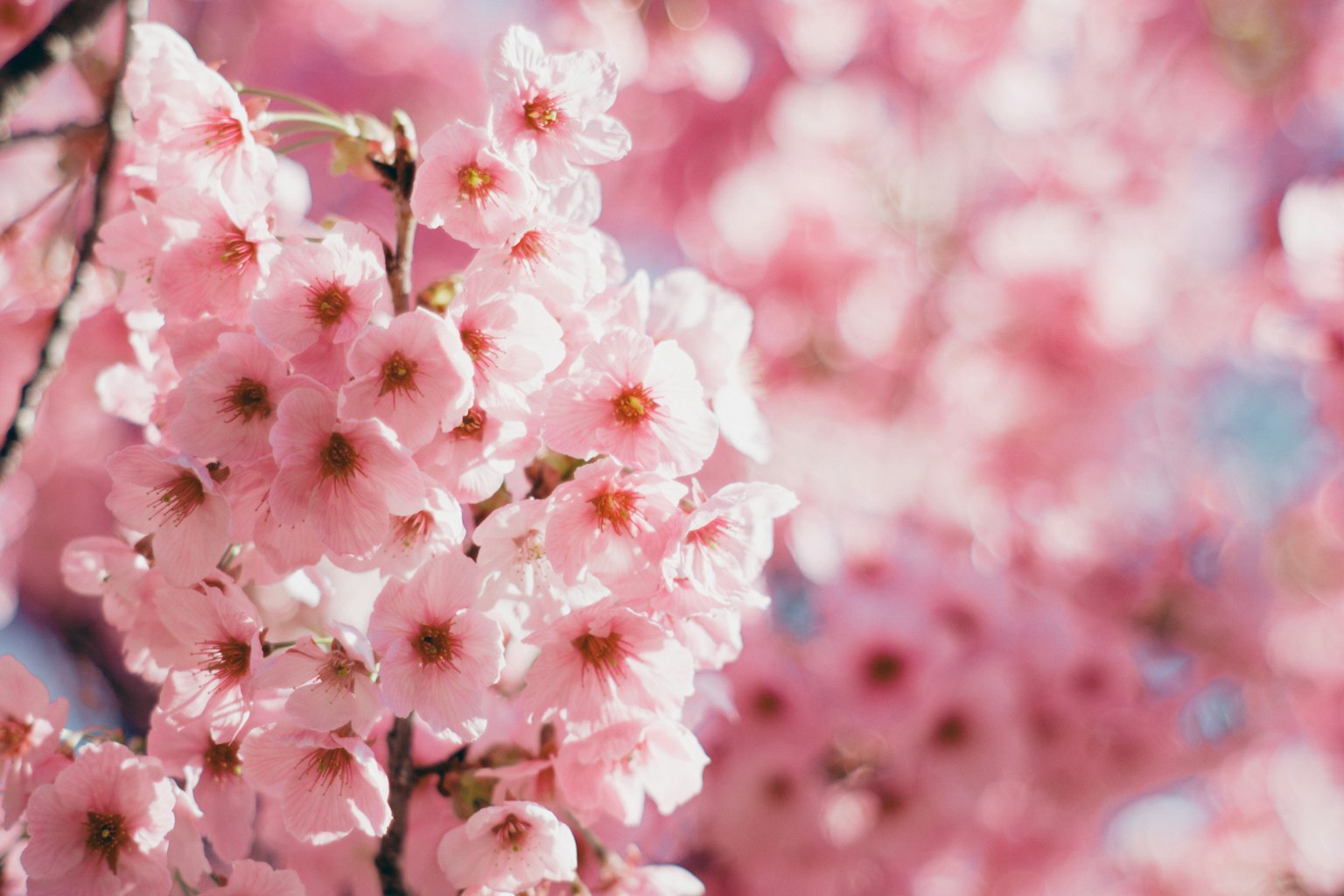 Acercamiento de ramas de cerezo con flores rosas suaves