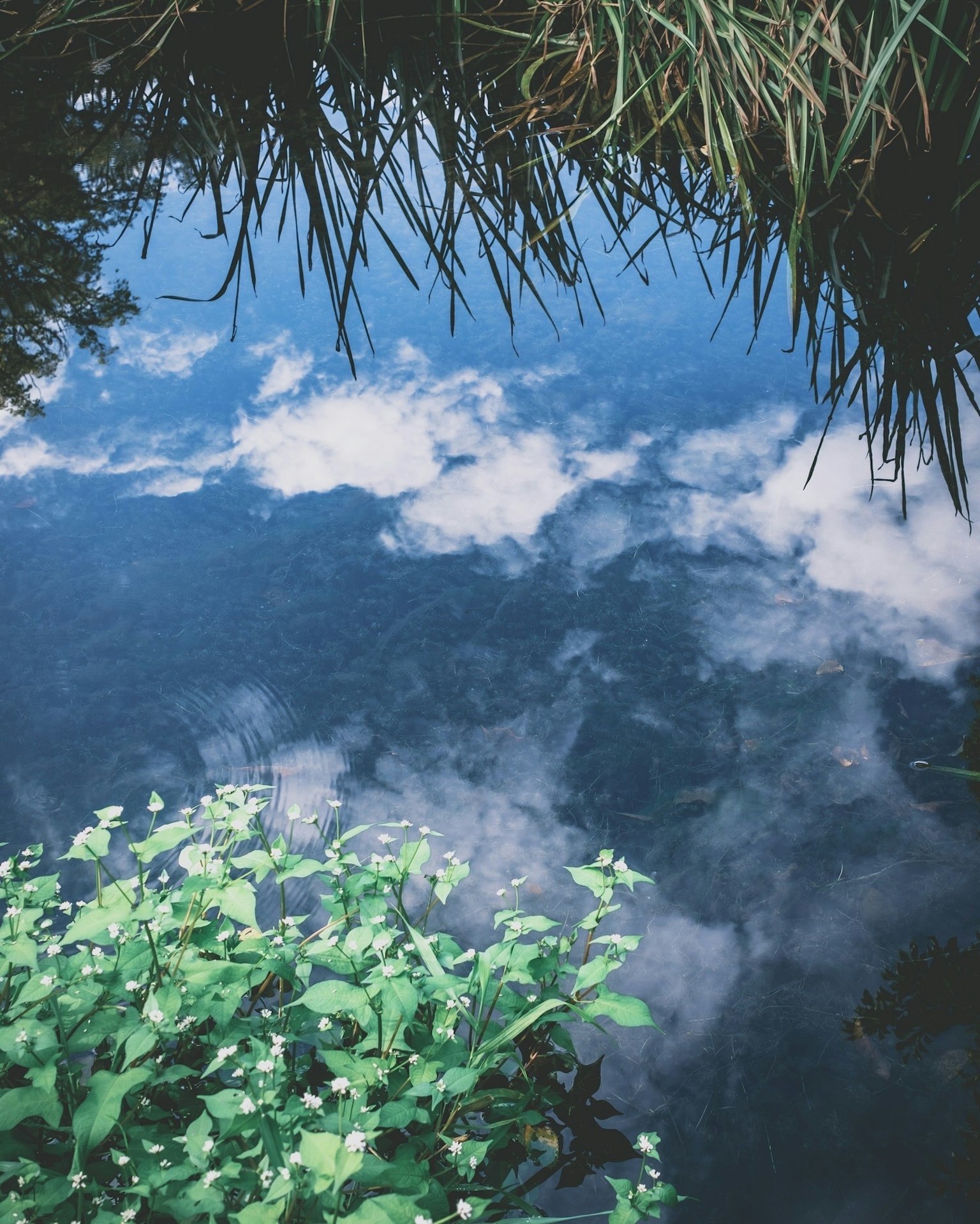 平靜的水面映照著藍天和白雲，附近有綠色植物