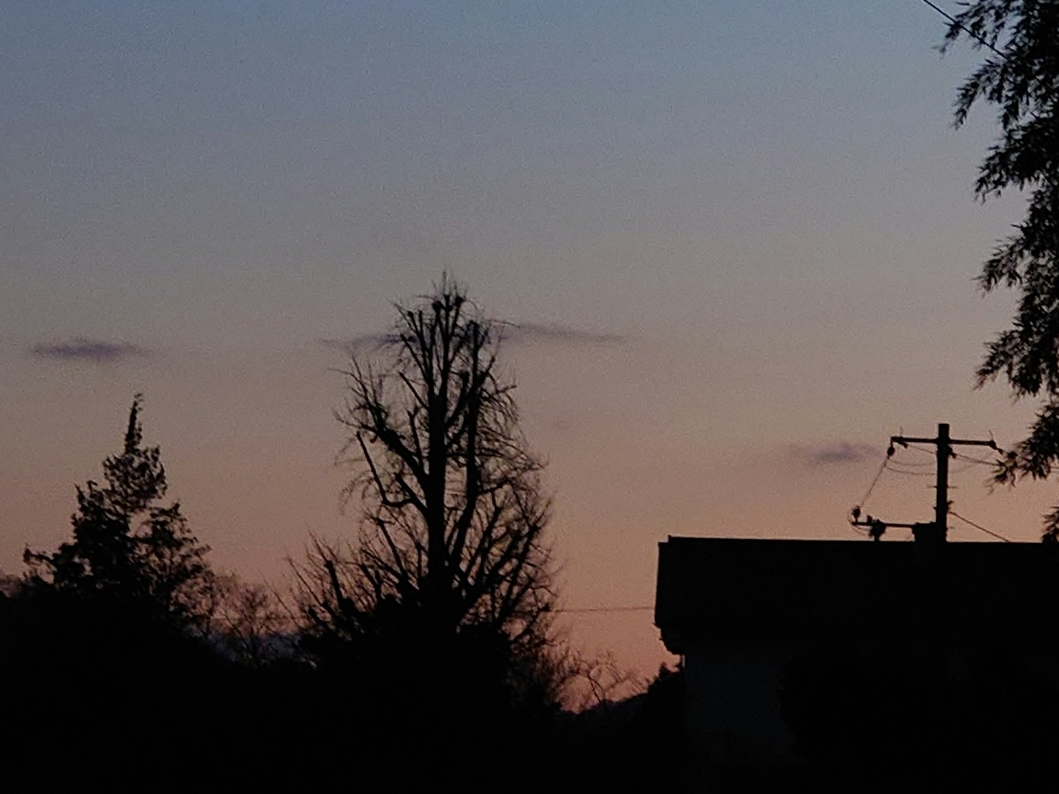 Silhouettierte Bäume vor einem Dämmerungshimmel