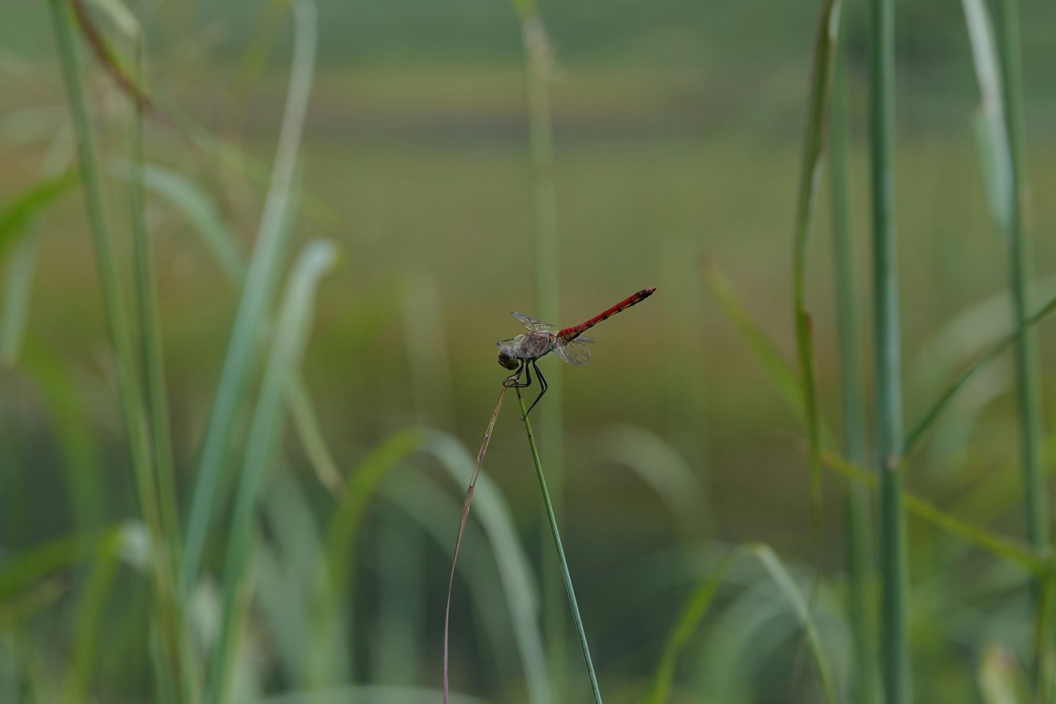 Close-up of a dragonfly among green grass