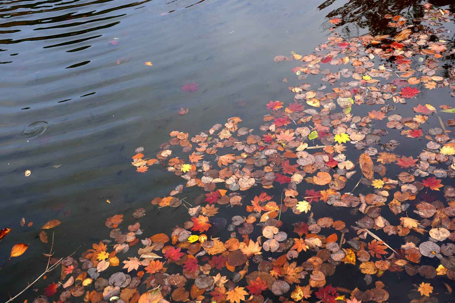 Colorful autumn leaves floating on the water's surface