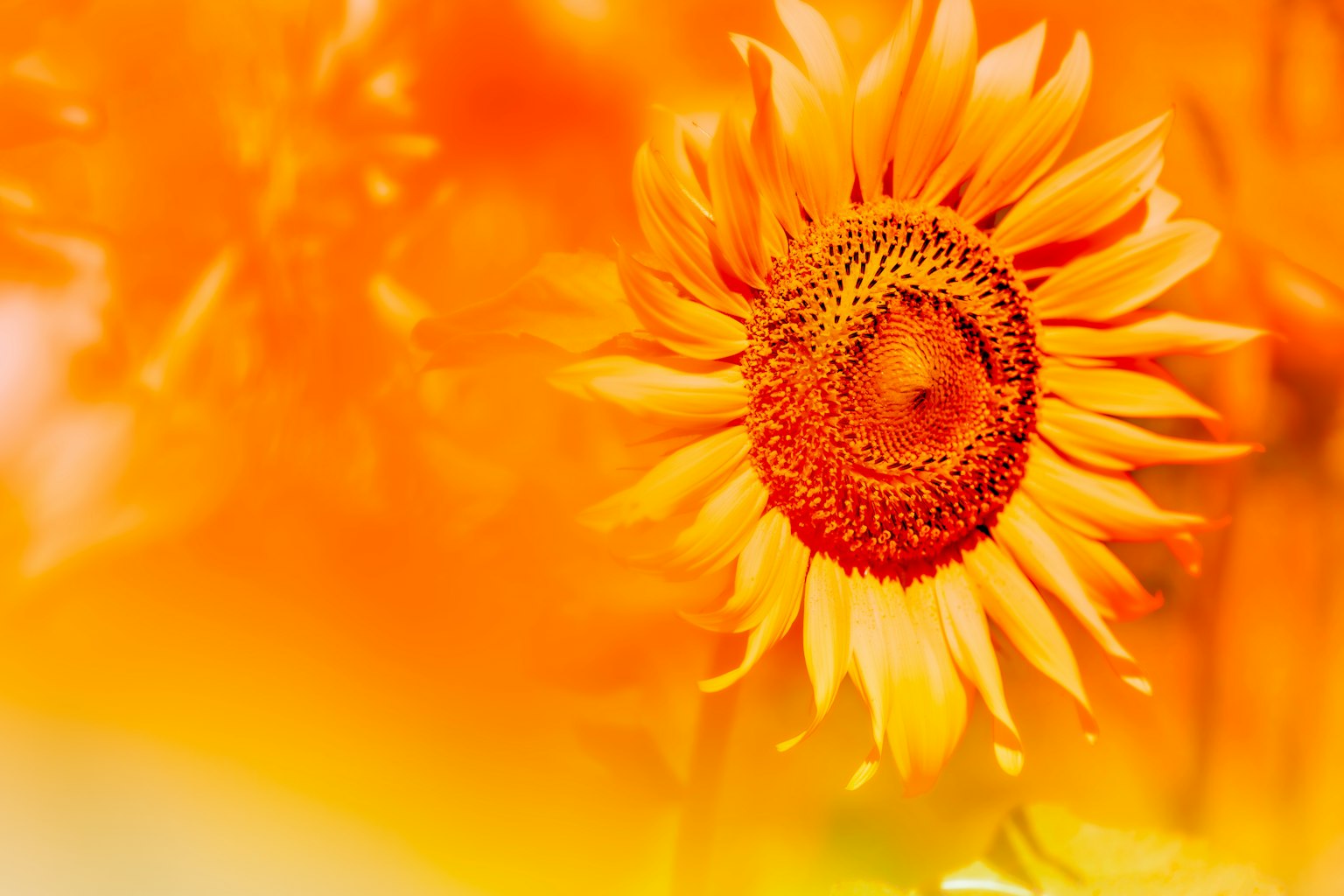 Primo piano di un girasole su uno sfondo arancione vivace