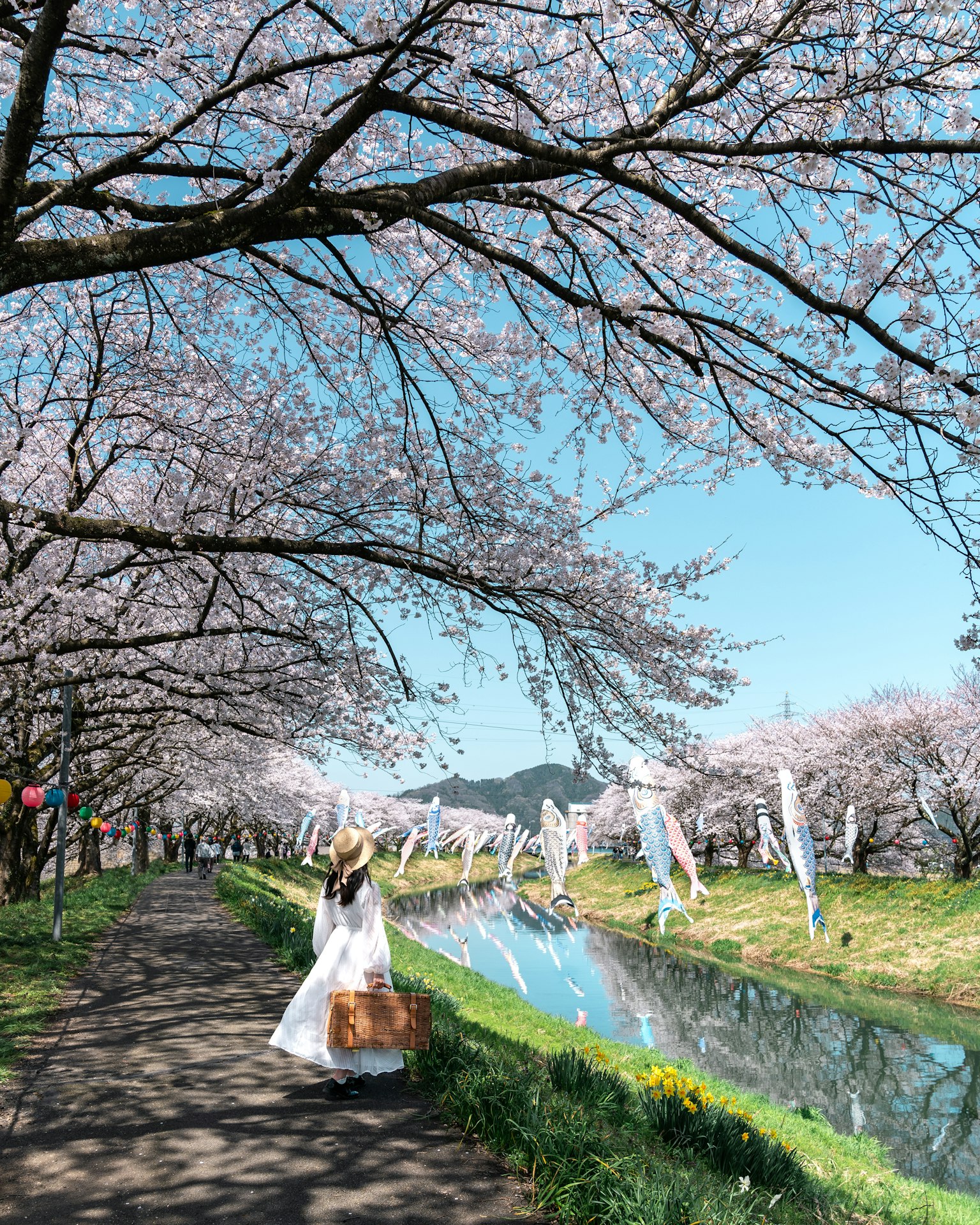Una donna in abito bianco con un cesto che cammina lungo un sentiero fiancheggiato da alberi di ciliegio