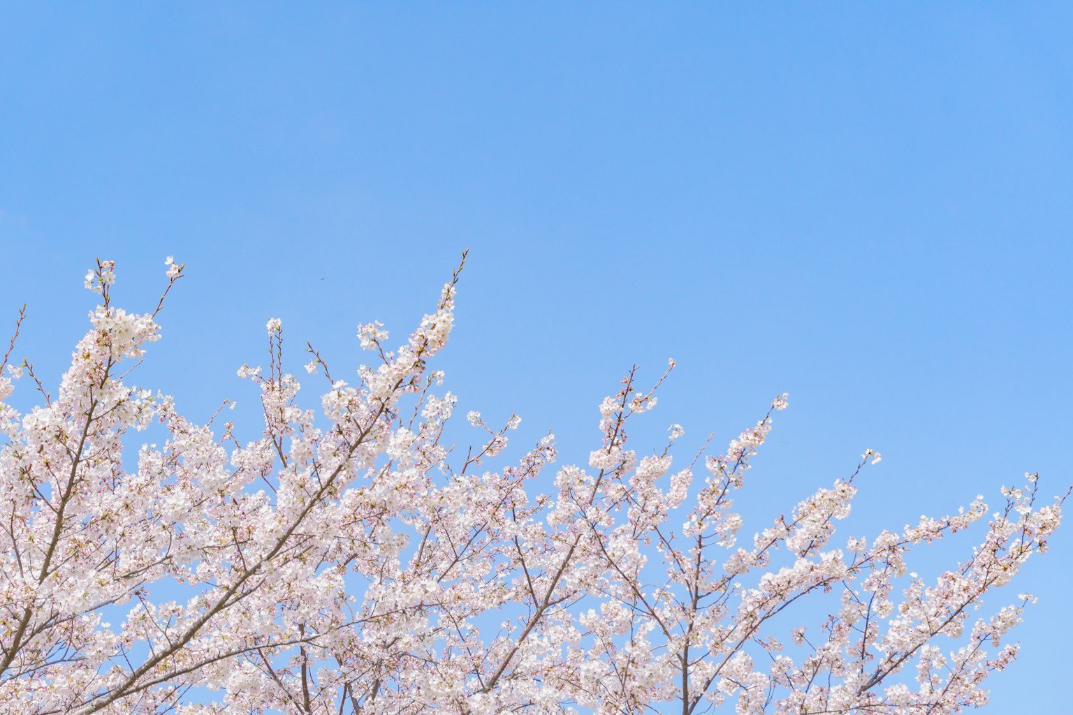 Rami di ciliegi in fiore sotto un cielo blu
