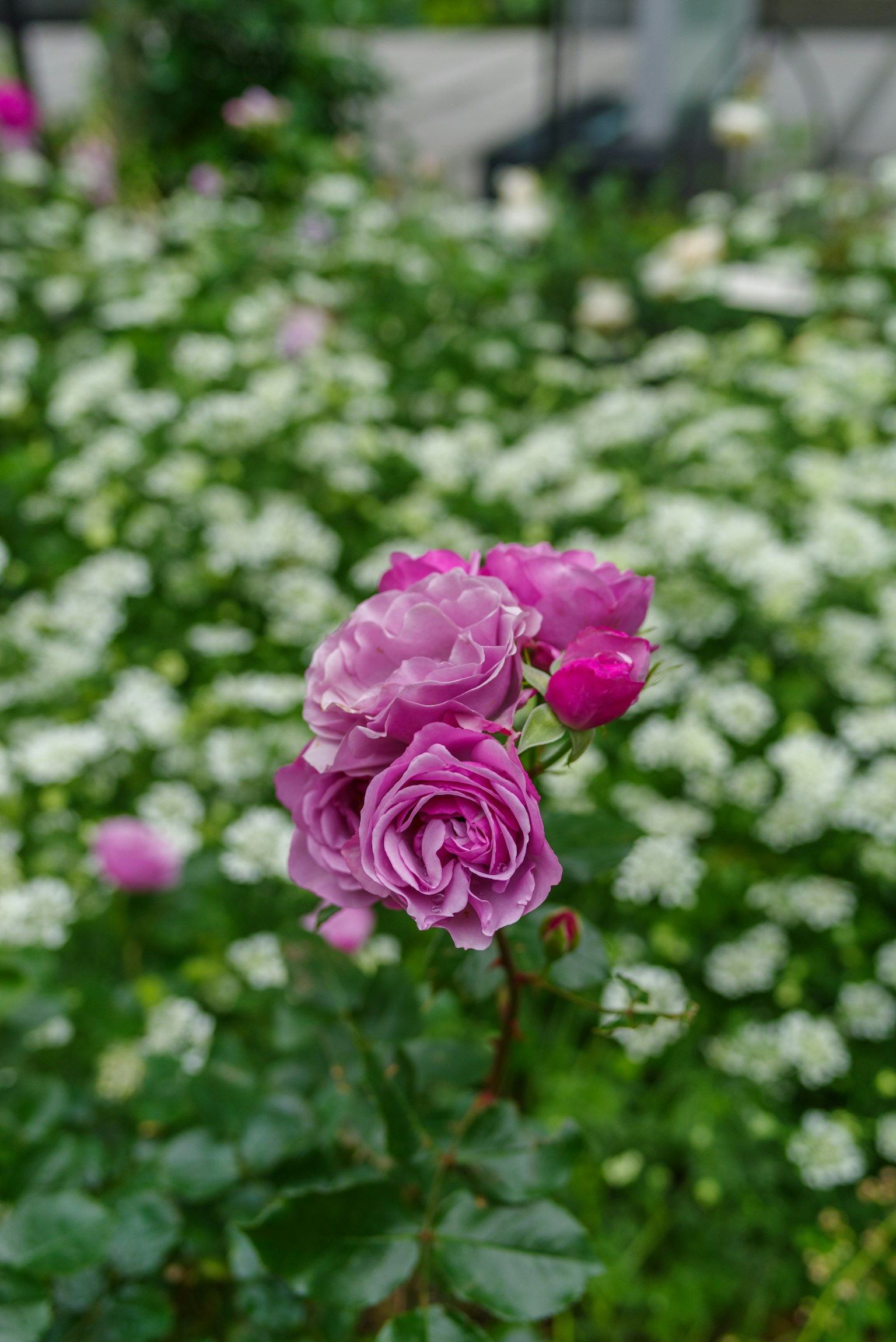 Groupe de roses violettes avec des fleurs blanches en arrière-plan