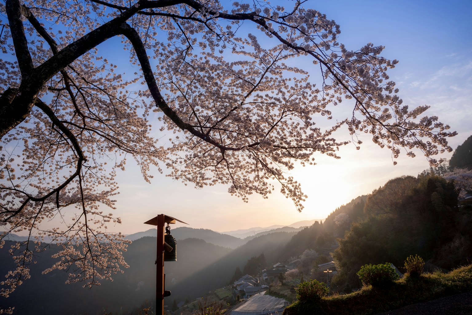 Albero di ciliegio con vista sulla montagna e luce del tramonto