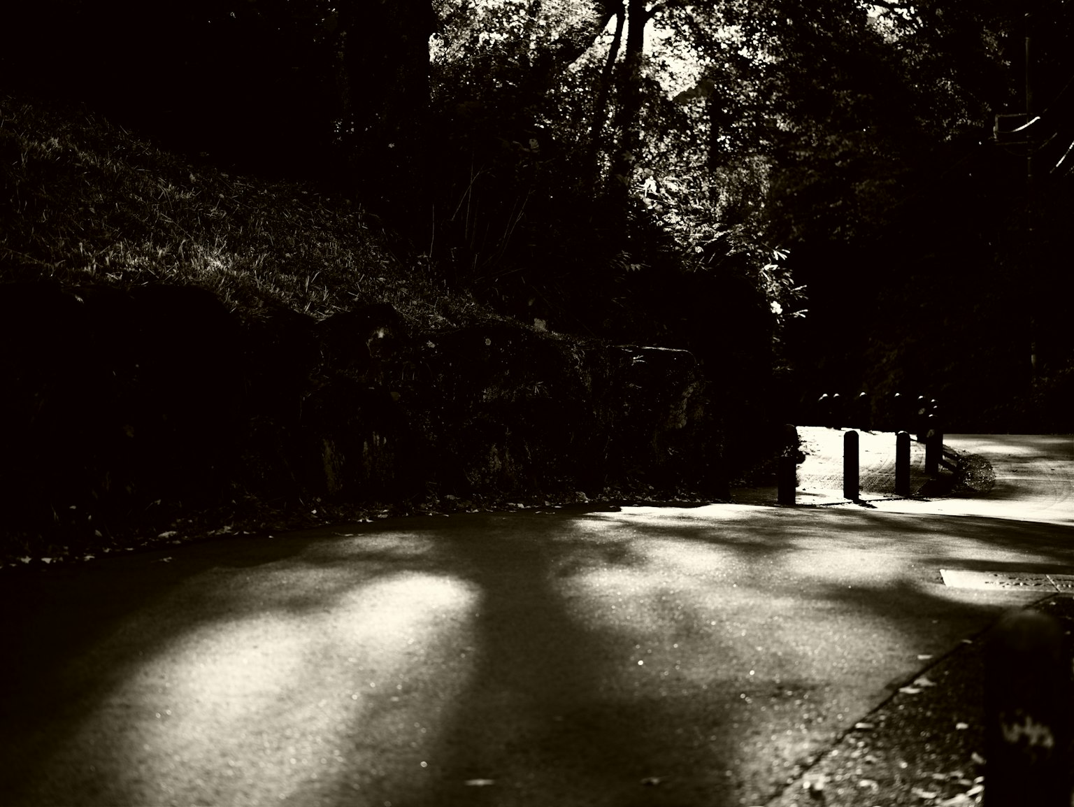 Camino curvado en un bosque oscuro con sombras