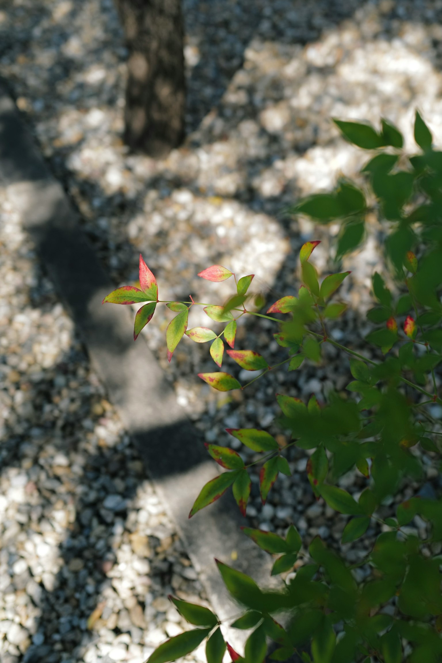 緑の葉と赤い新芽がある木の枝と石の敷かれた地面の影