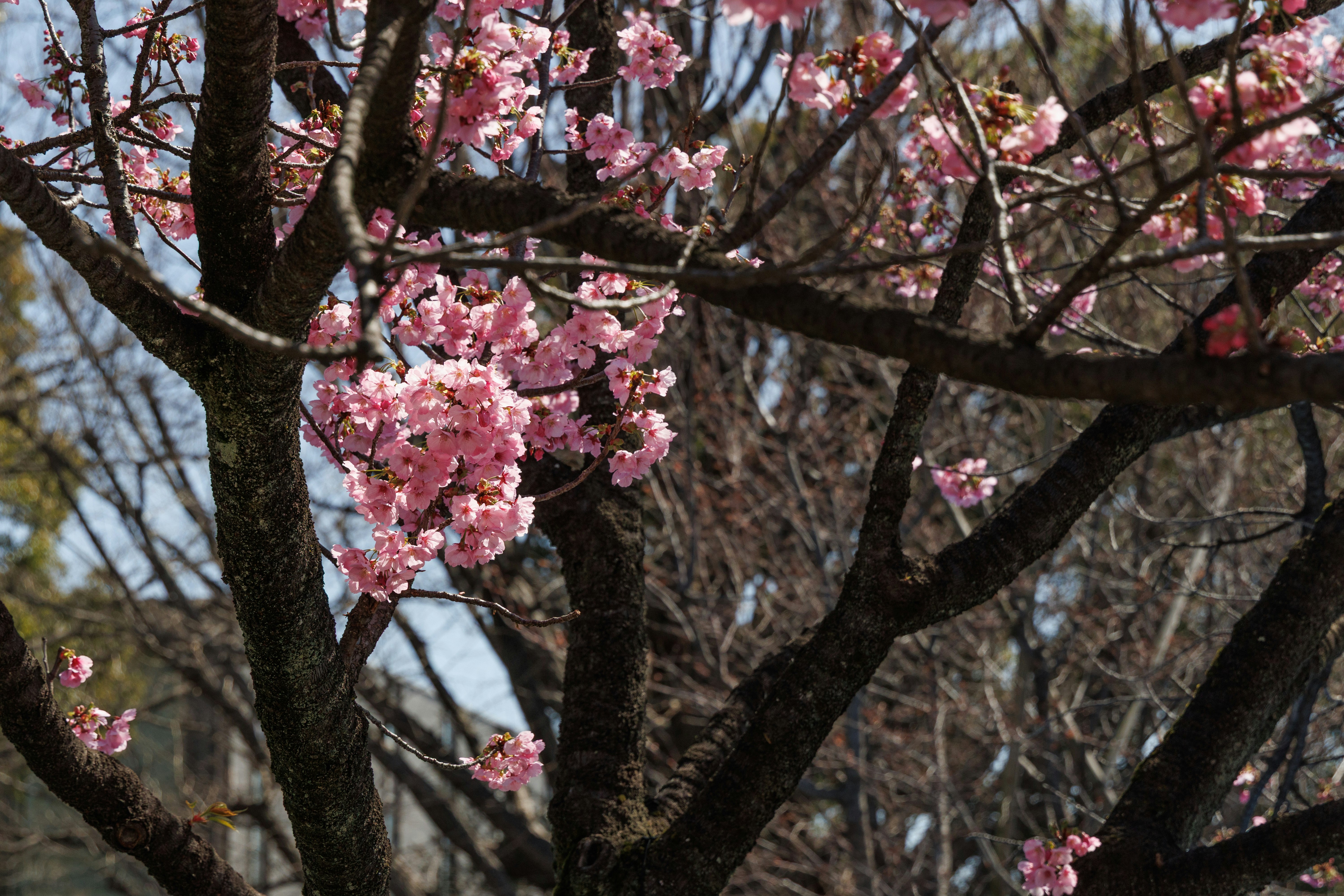 早咲きの桜が咲く上野公園の木々