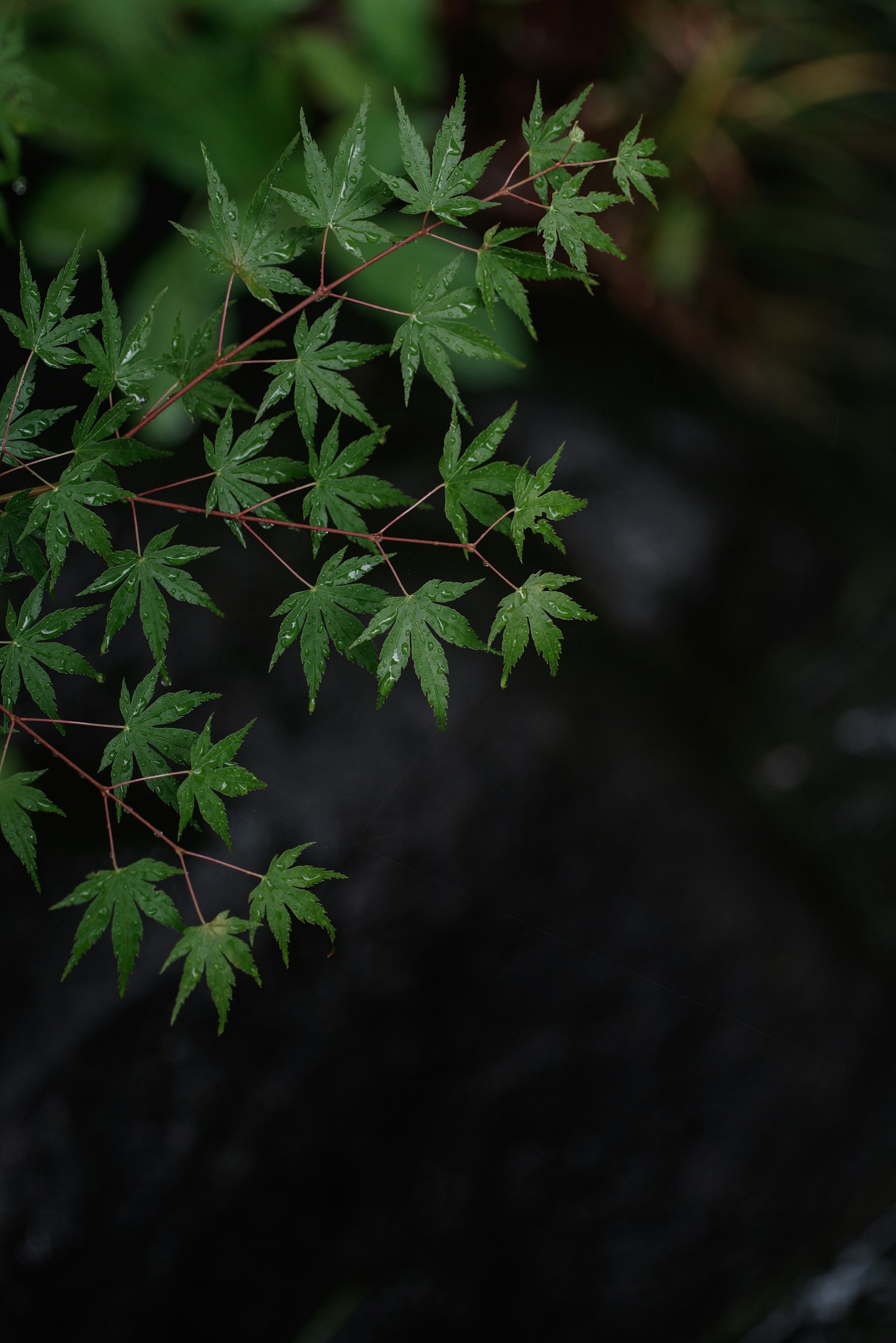 A branch of green maple leaves against a dark background