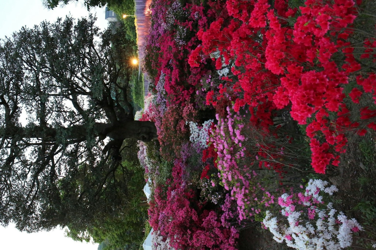 Azalea berwarna-warni bermekaran di taman dengan pohon besar di latar belakang