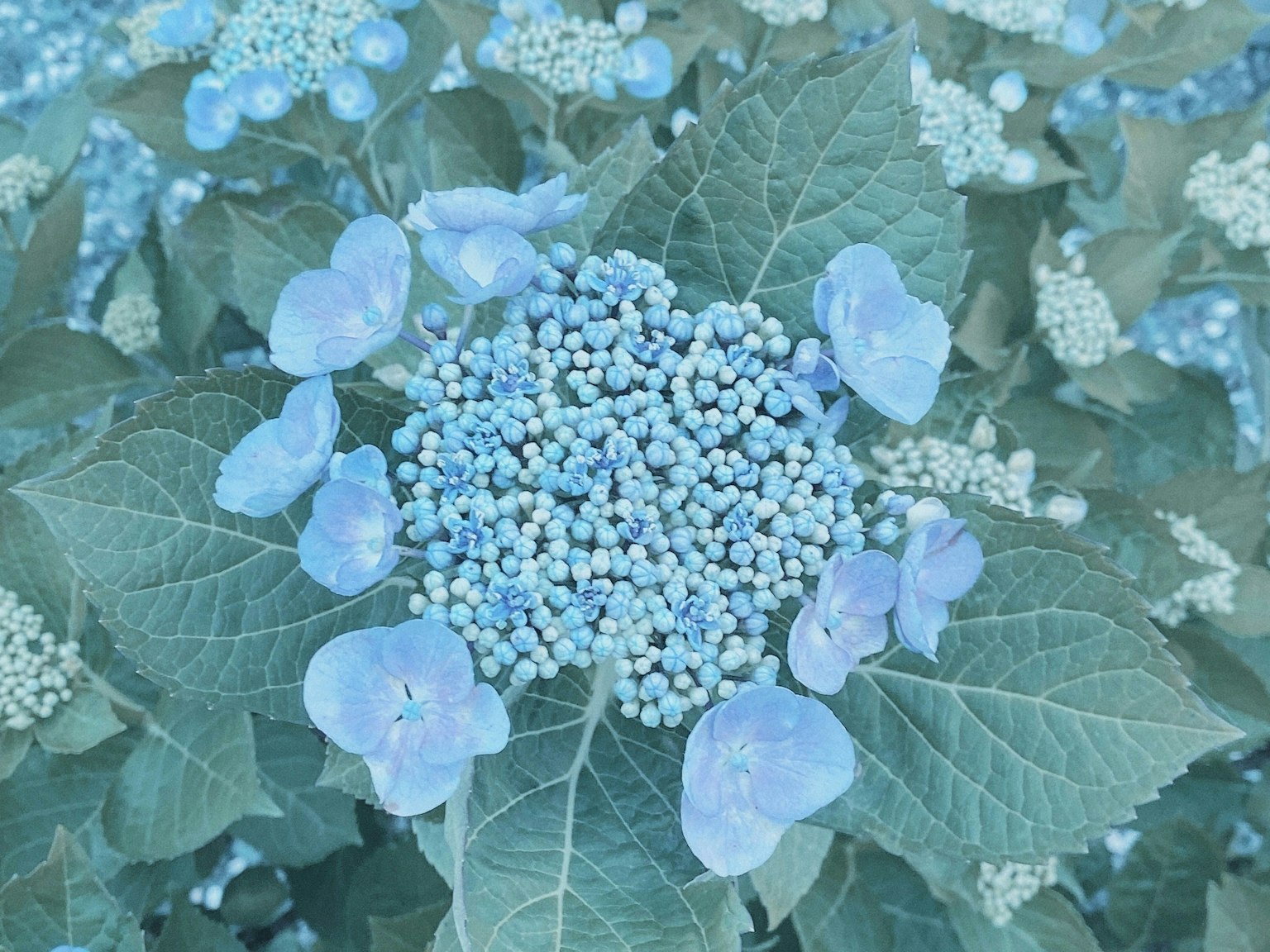 藍色繡球花的圖像，具有獨特的聚集模式
