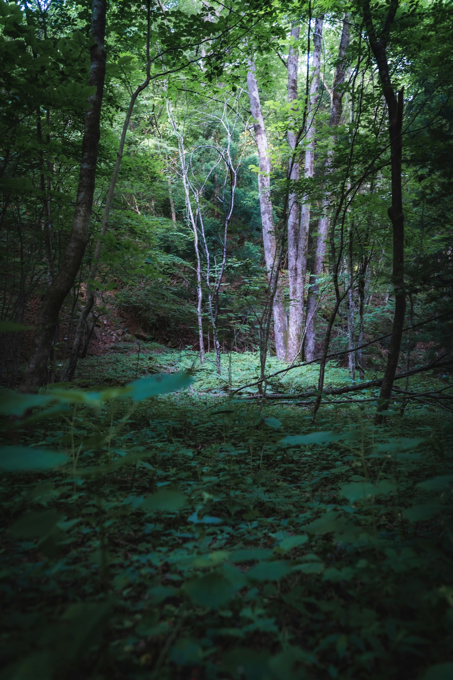 Paysage forestier serein entouré d'arbres verts luxuriants