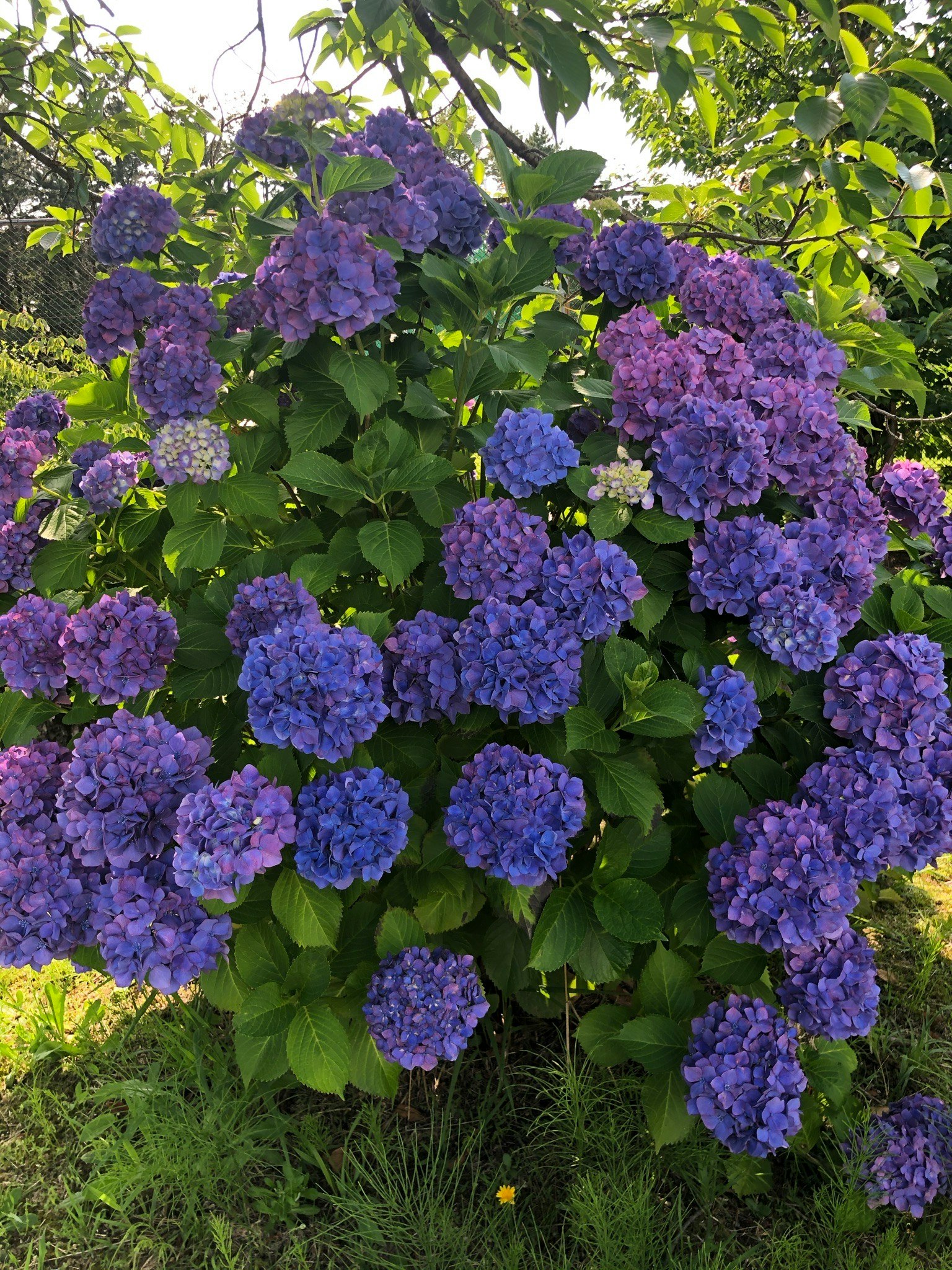 Fiori di ortensie viola in un’aiuola da giardino