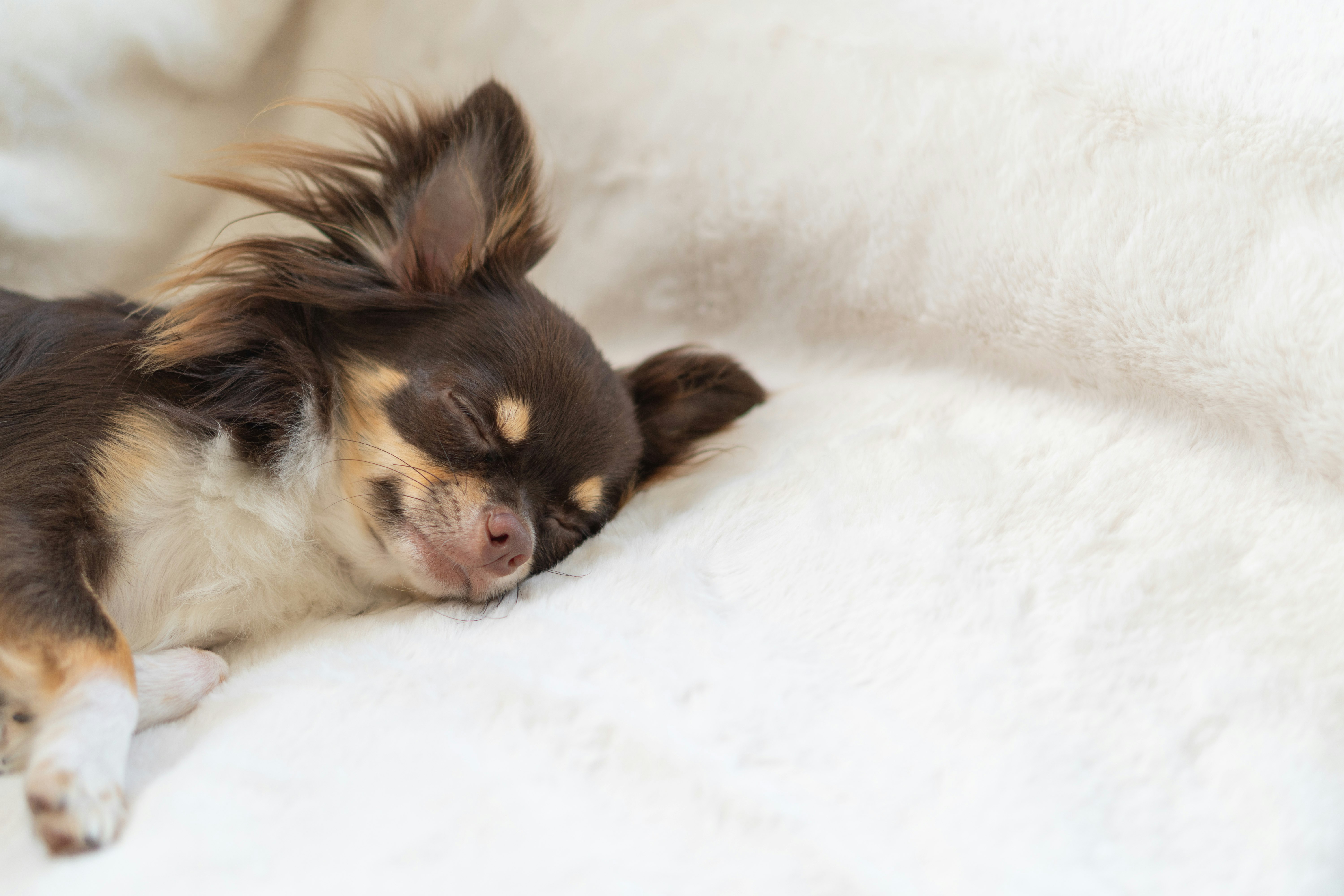perrito durmiendo en un sofá