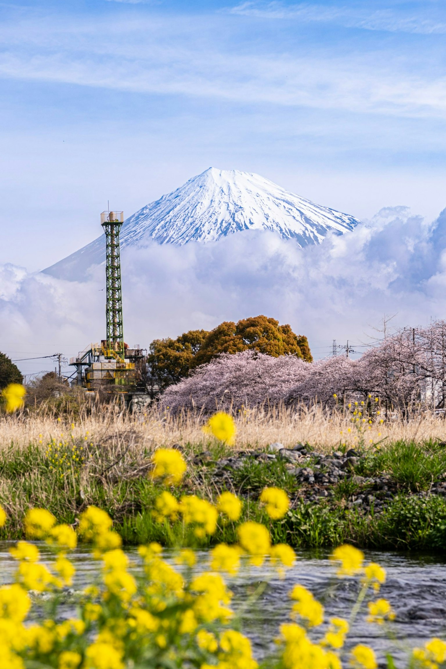 Malersicher Blick auf den schneebedeckten Fuji mit gelben Blumen im Vordergrund